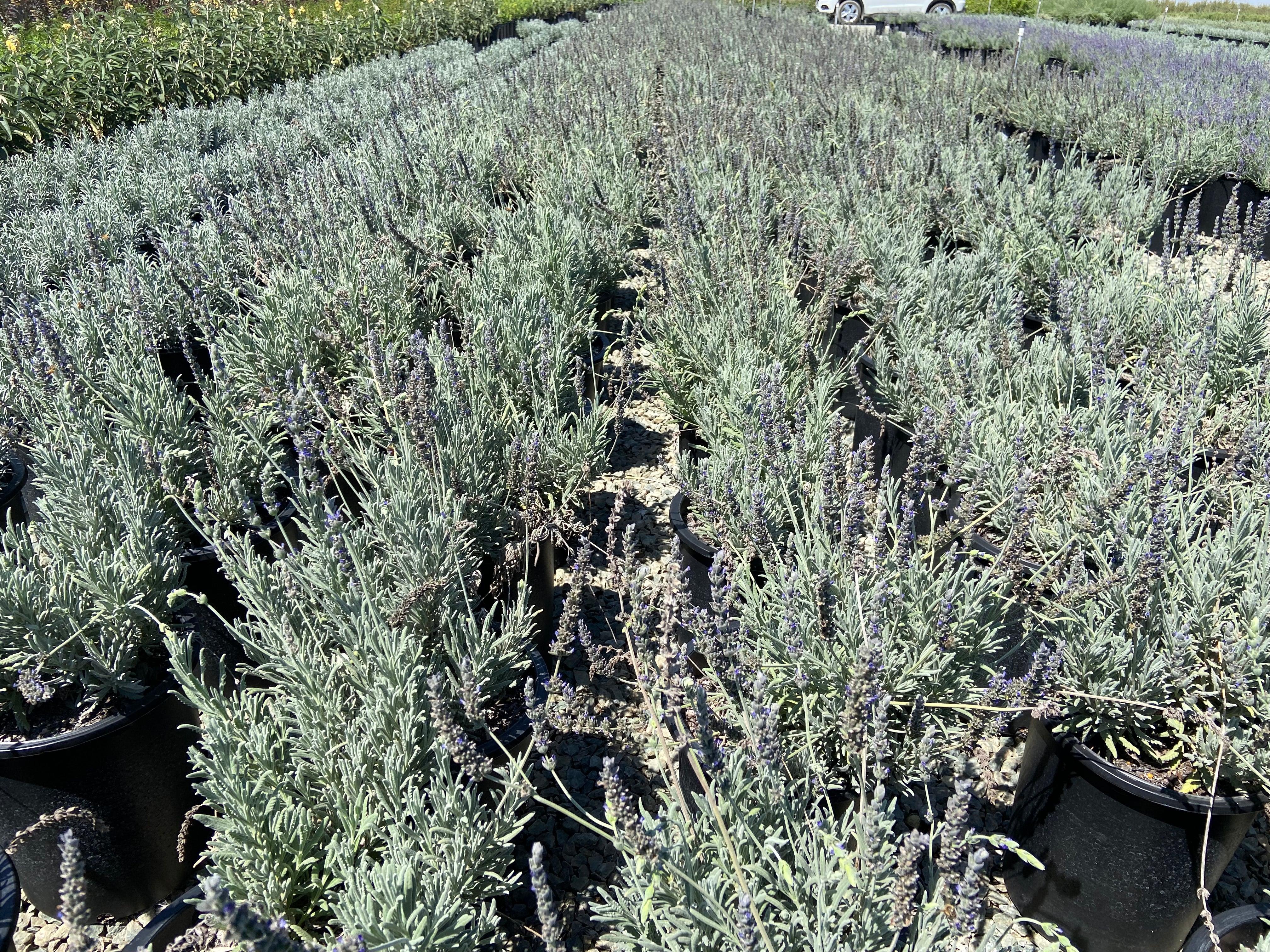Goodwin Creek Gray Lavender - Lavandula x Ginginsii Goodwin Creek