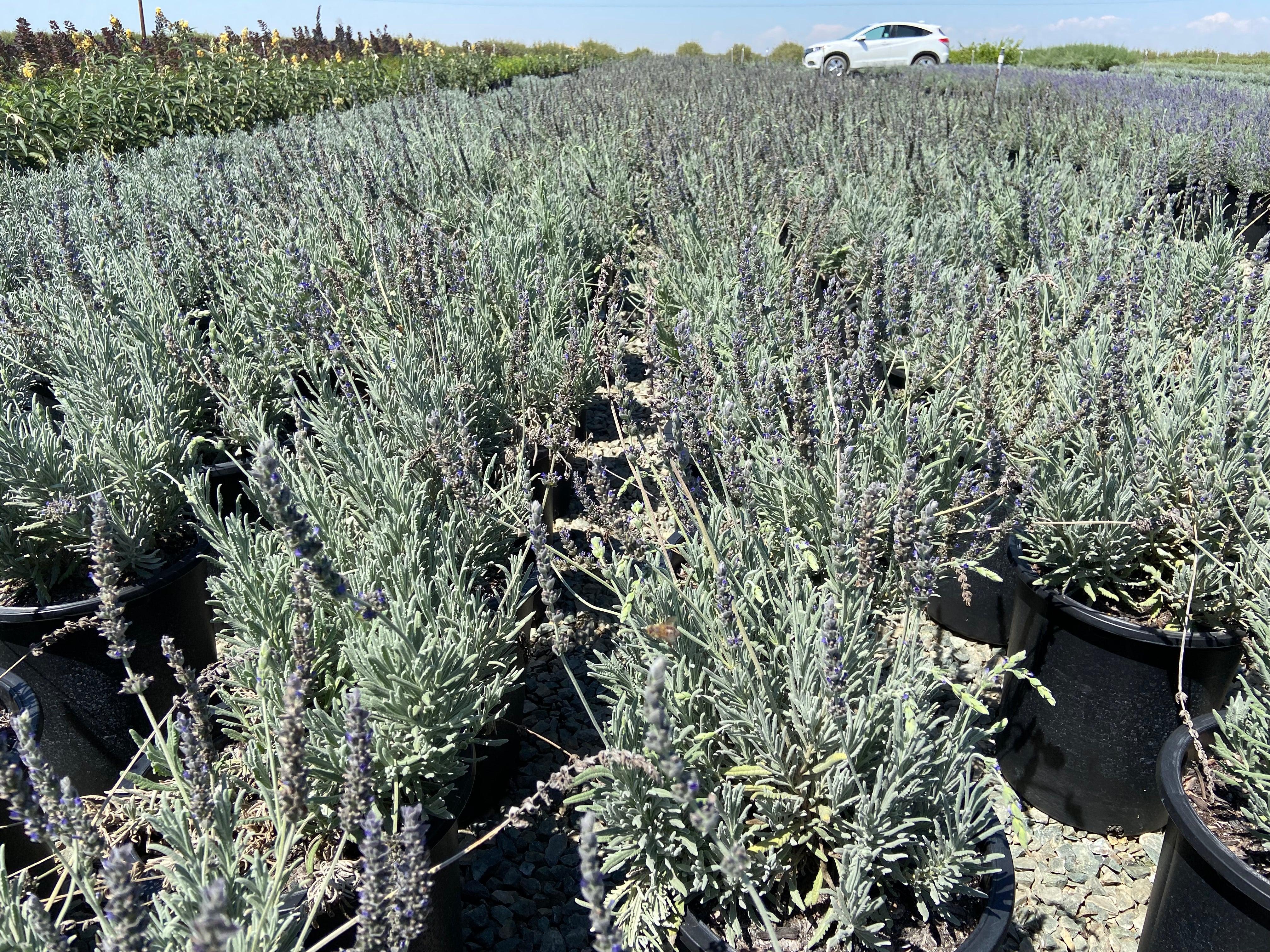 Goodwin Creek Gray Lavender - Lavandula x Ginginsii Goodwin Creek - Image 2