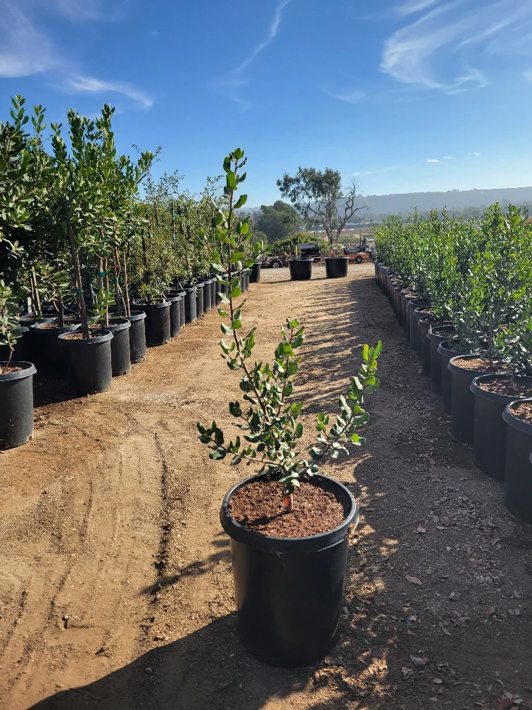 Lemon Trees For Sale