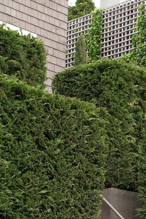 Leyland Cypress (Cupressocyparis leylandii) - Image 3