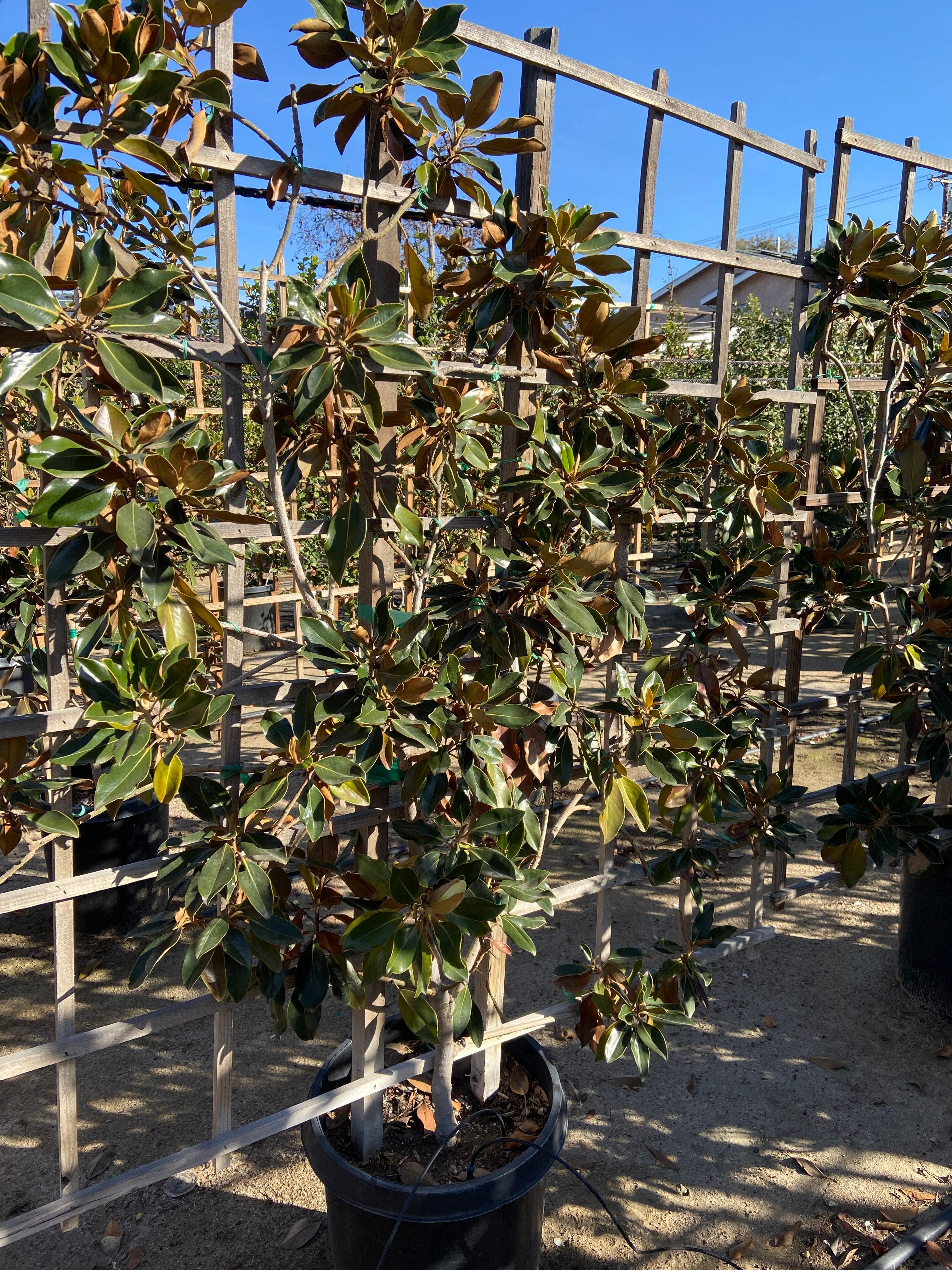 Little Gem Dwarf Southern Magnolia (Magnolia grandiflora 'Little Gem') - Image 4