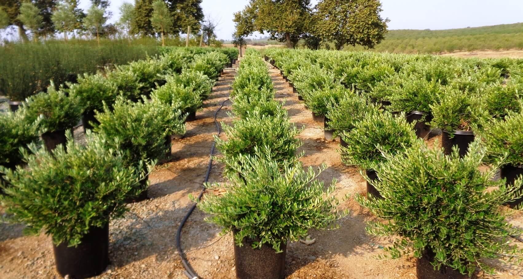 Little Ollie (Olea europaea ‘Petite Olive’) - Image 3