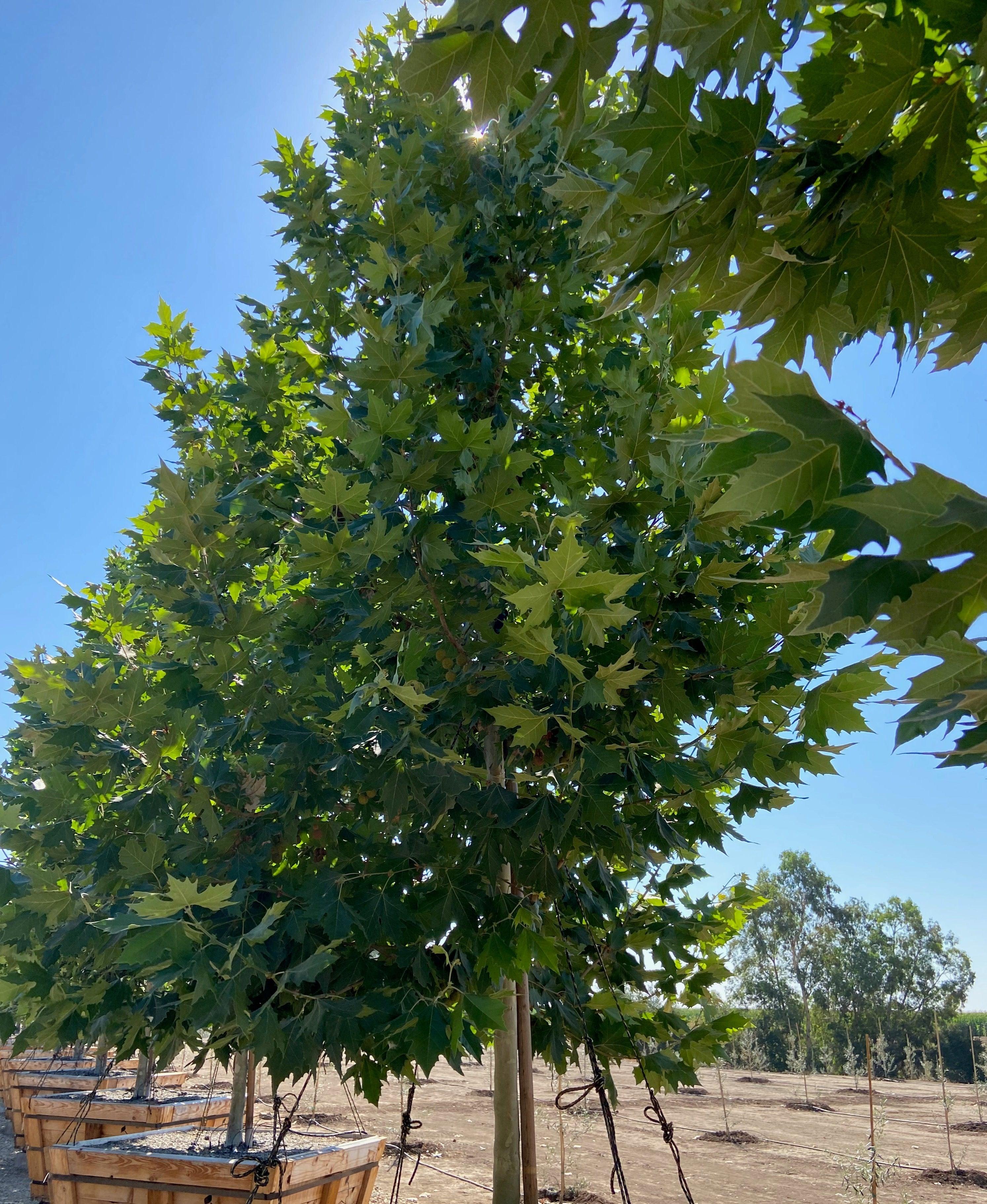 London Plane Tree - Platanus Acerifolia Columbia - Image 5