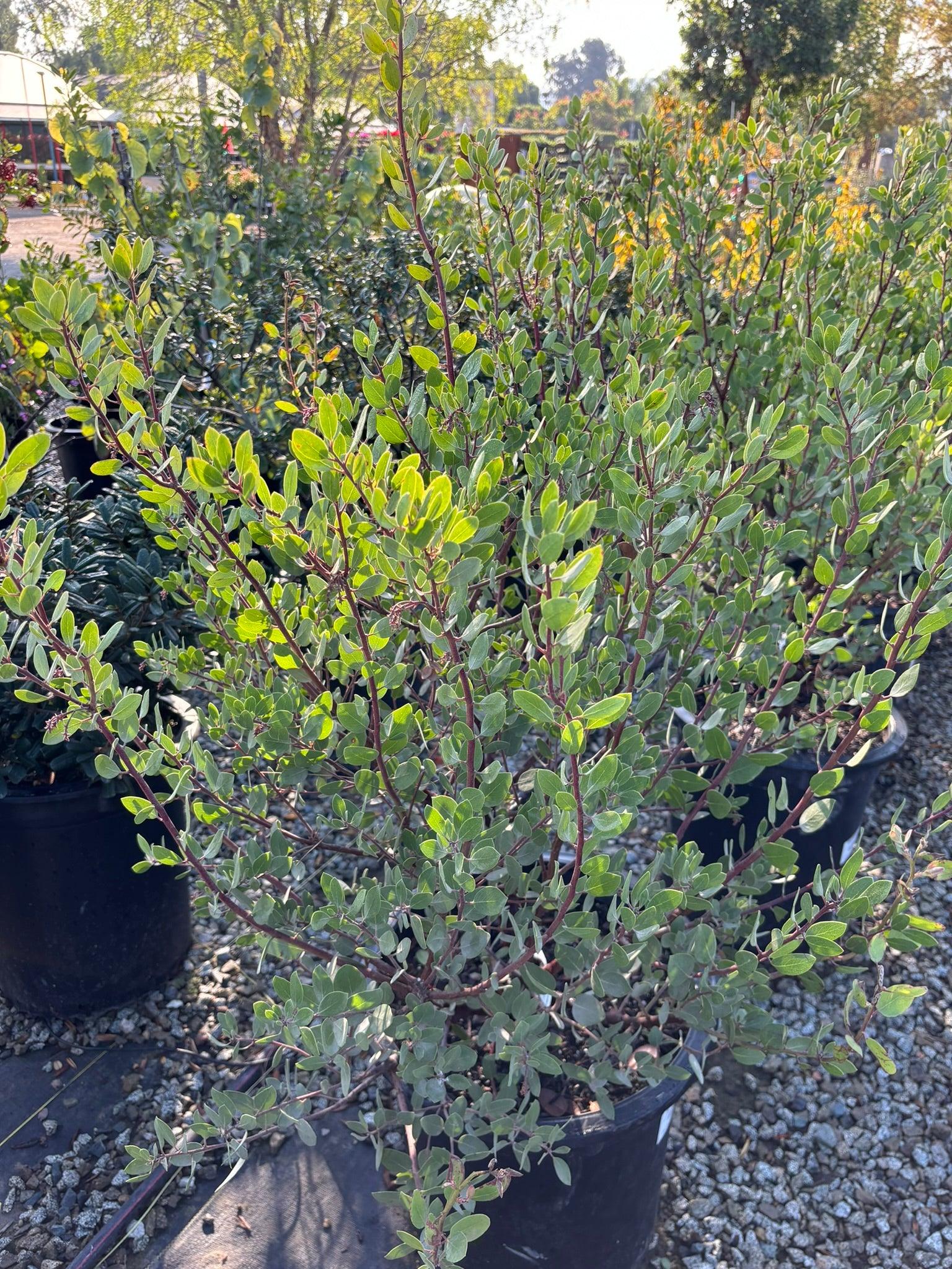 Louis Edmunds Manzanita - Arctostaphylos bakeri 'Louis Edmunds - Image 3