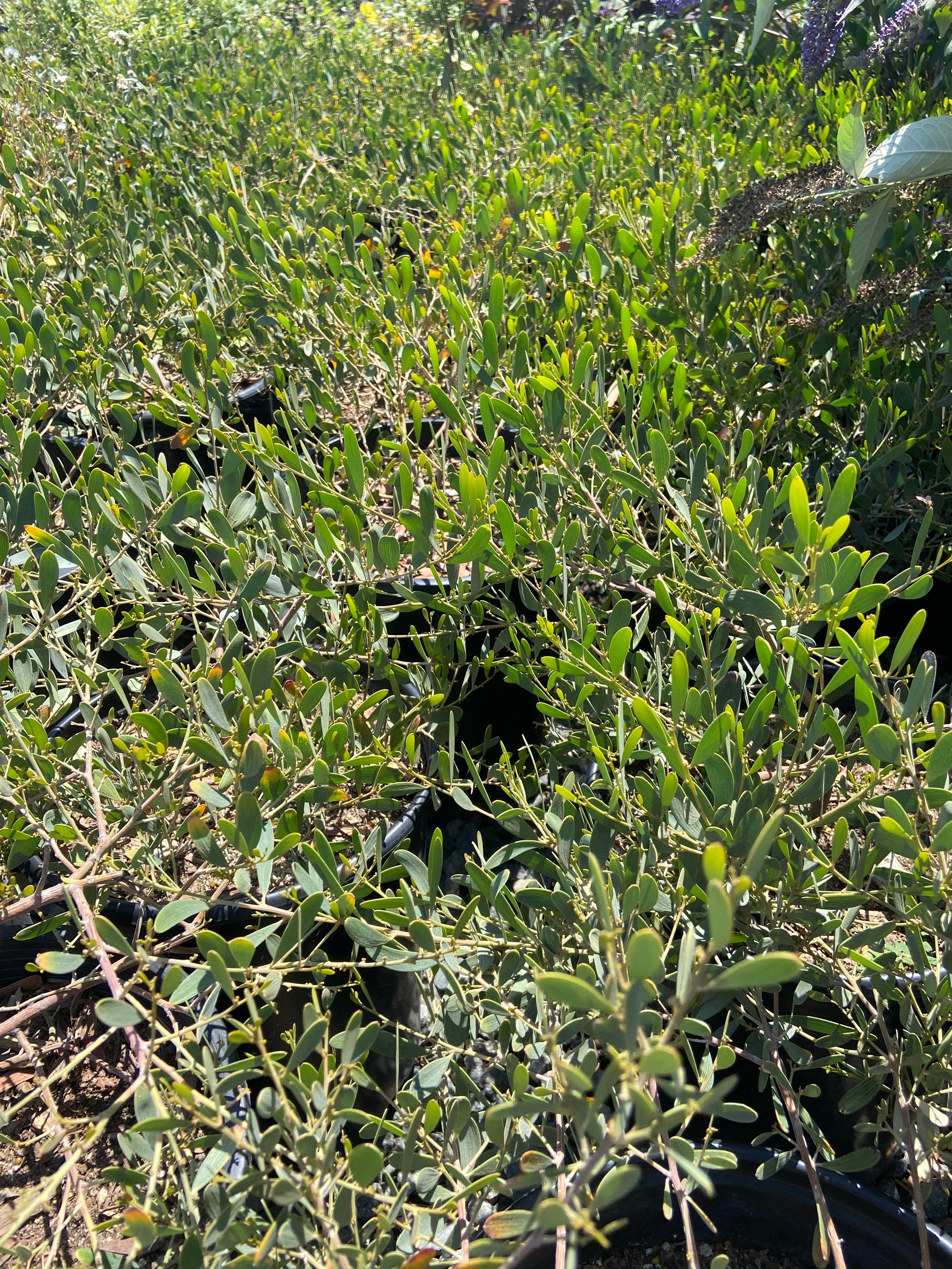 Low Boy Acacia - Acacia redolens 'Low Boy'