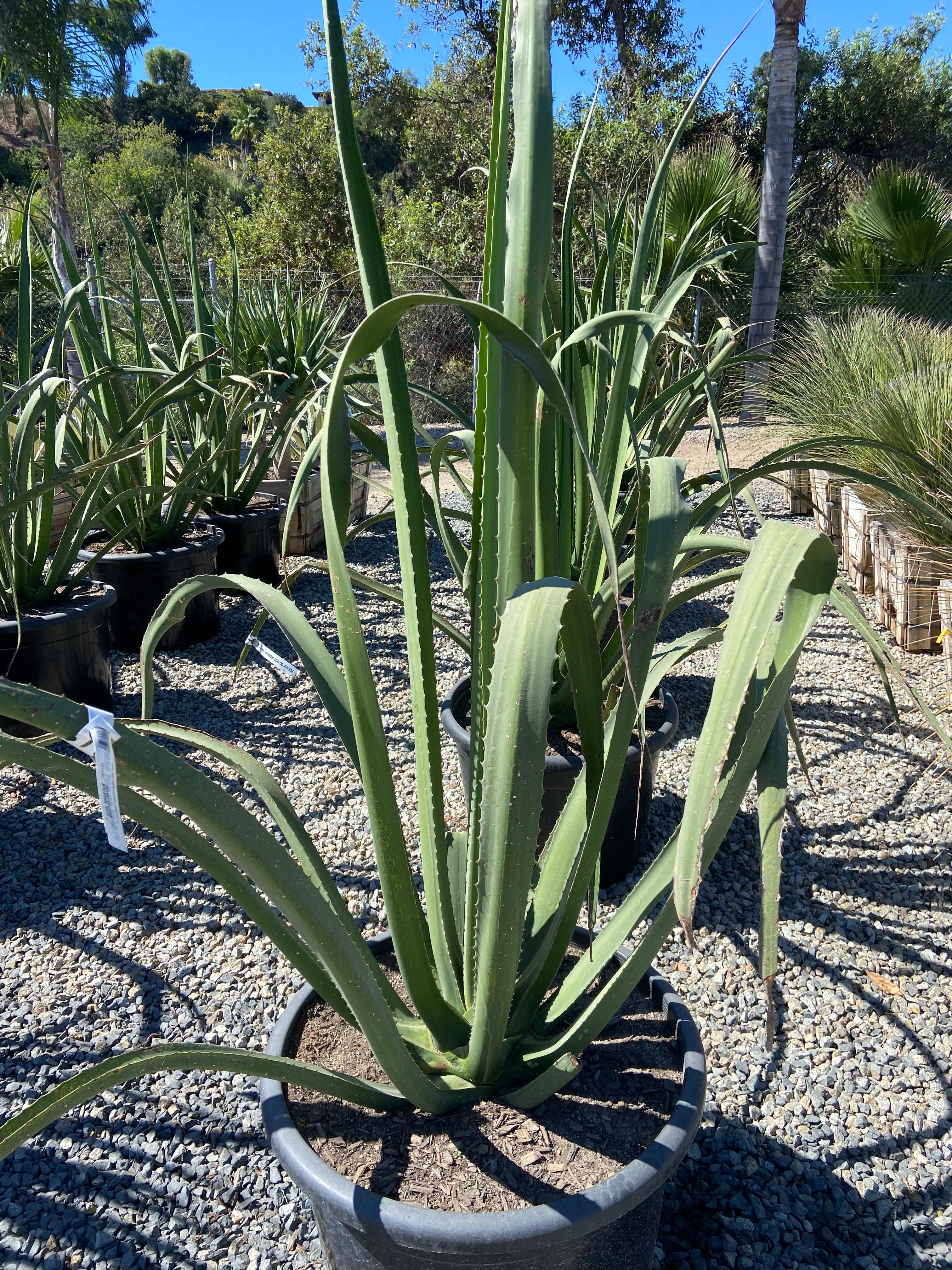 MacDougall's Century Plant - Furcraea macdougallii