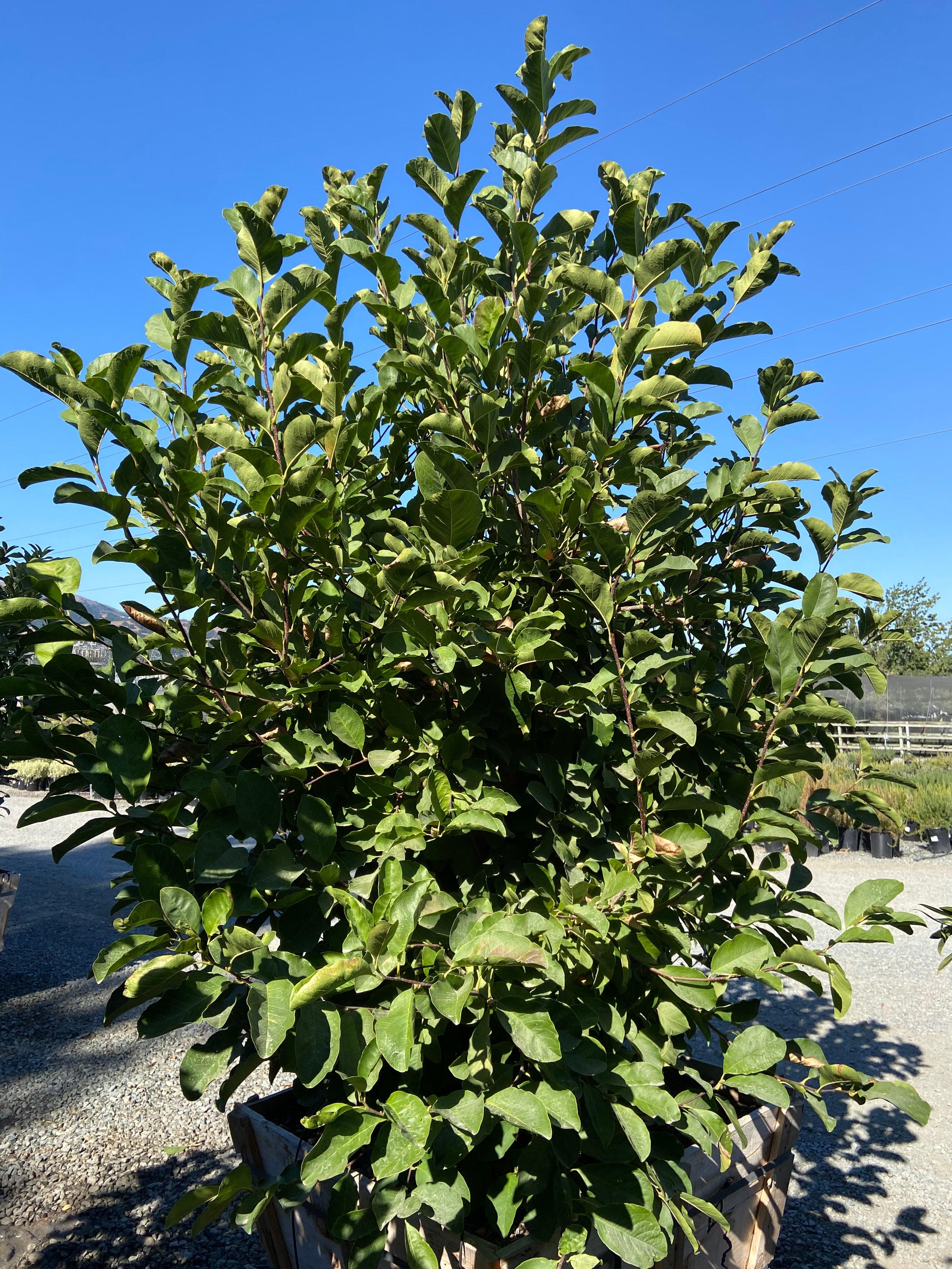 Magnolia - Image 3