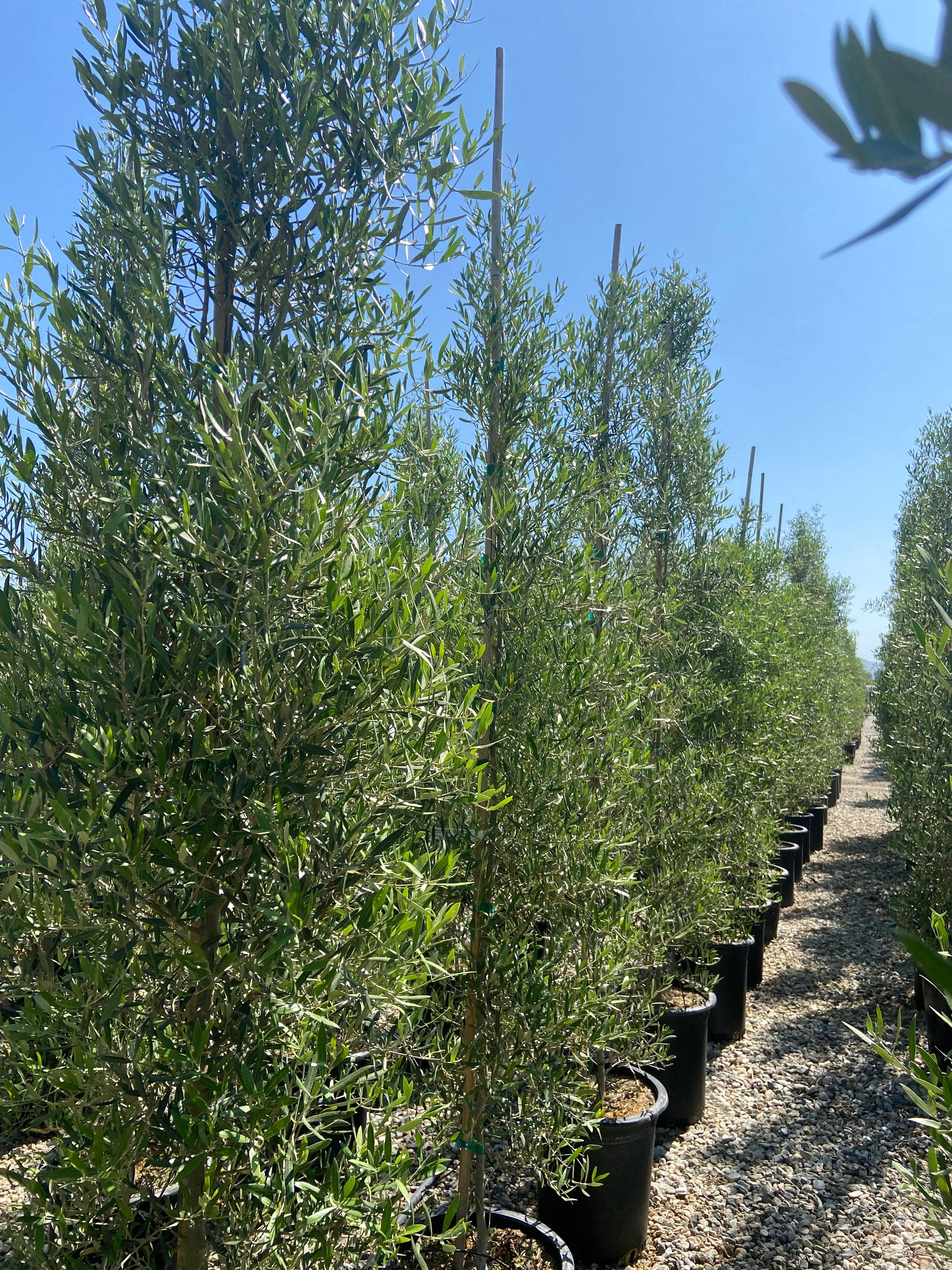 Majestic Beauty Olive - Olea Majestic Beauty