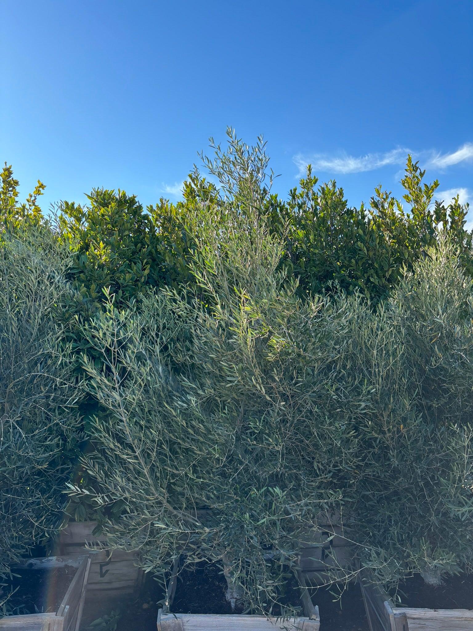 Majestic Beauty Olive - Olea Majestic Beauty - Image 3