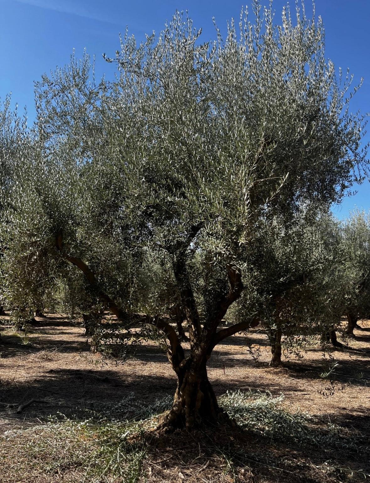 Manzanillo Fruiting Olive Tree (Olea europaea 'Manzanillo') - Image 3