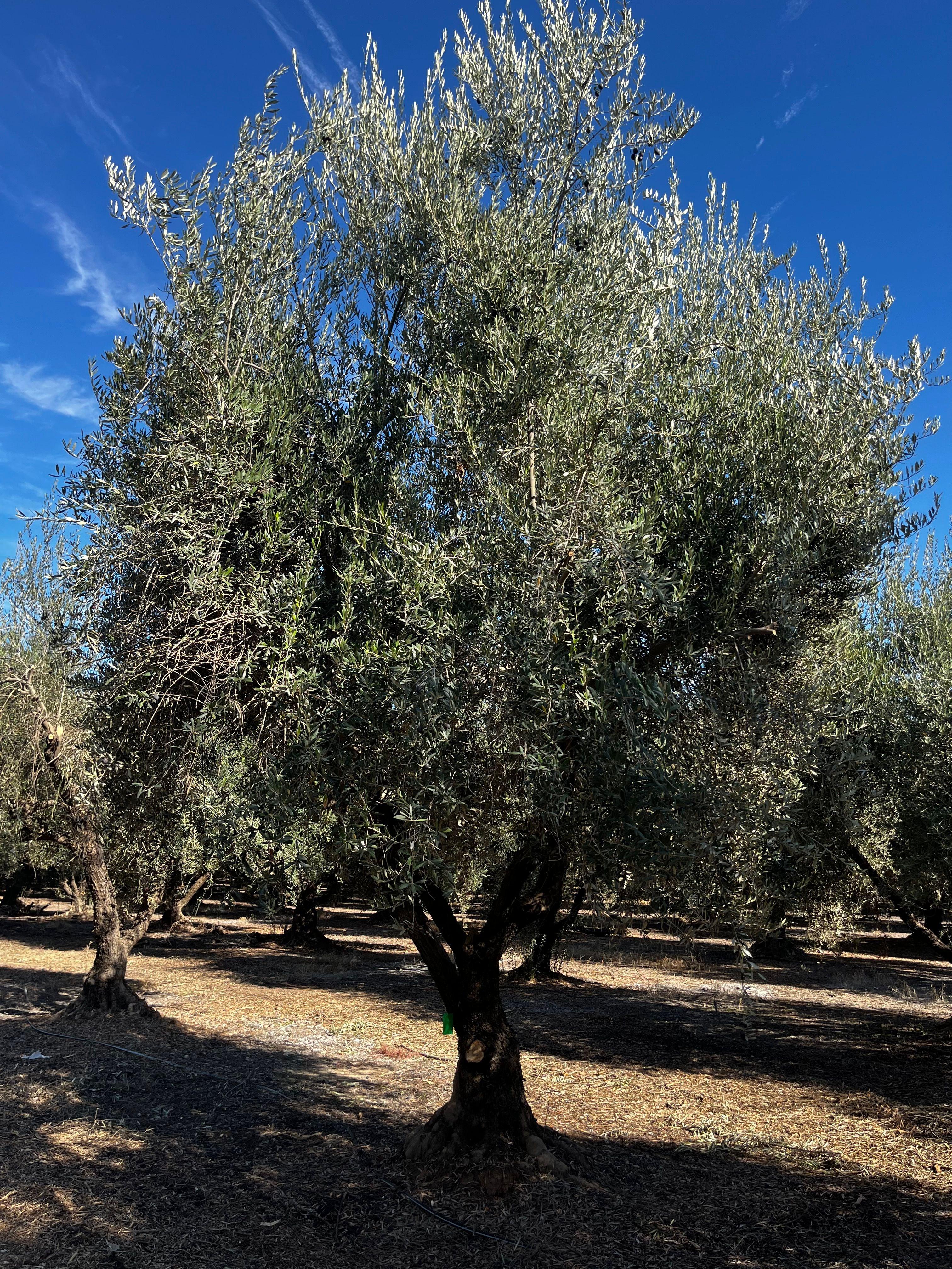 Manzanillo Fruiting Olive Tree (Olea europaea 'Manzanillo') - Image 4