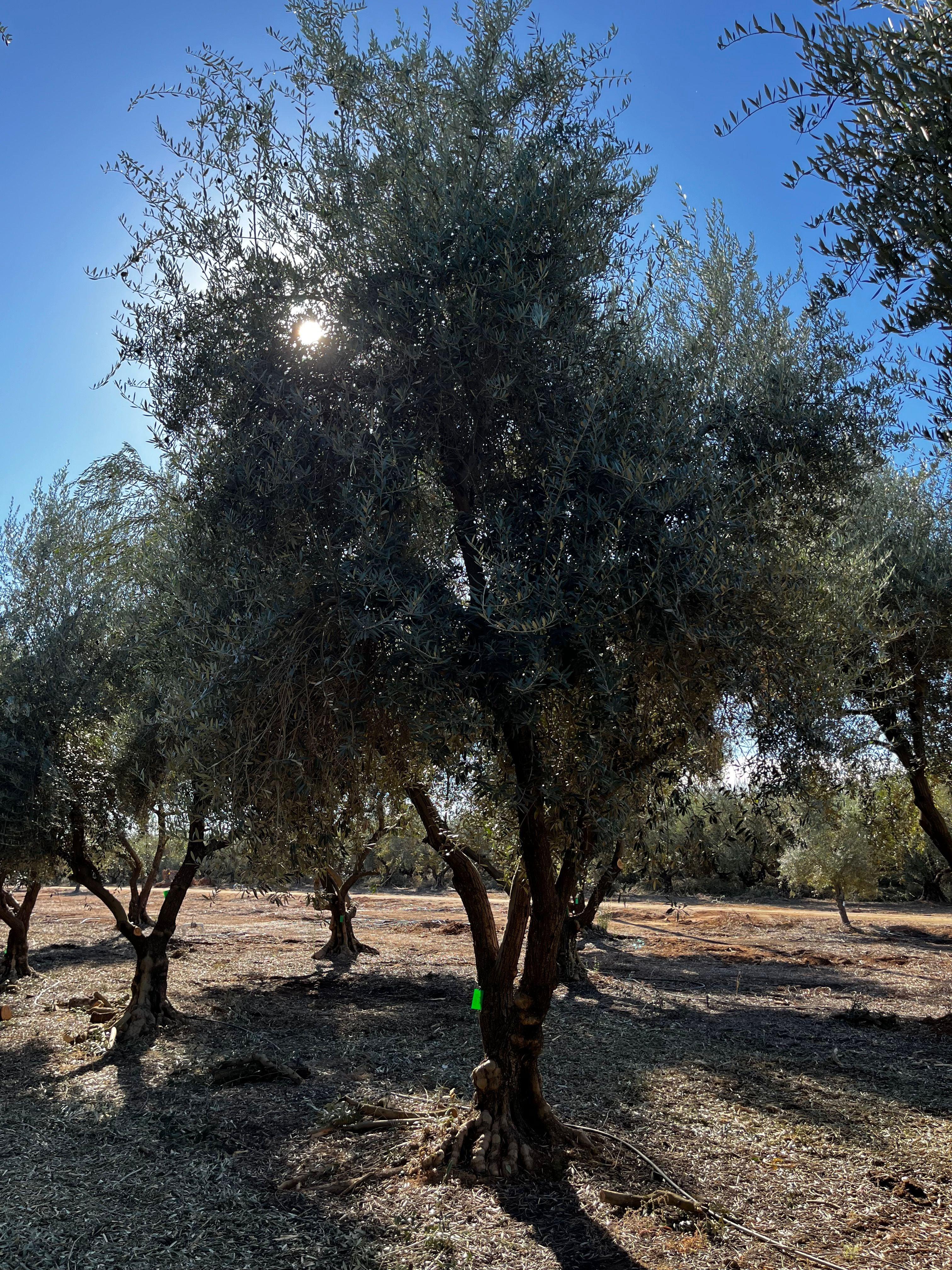 Manzanillo Fruiting Olive Tree (Olea europaea 'Manzanillo') - Image 5