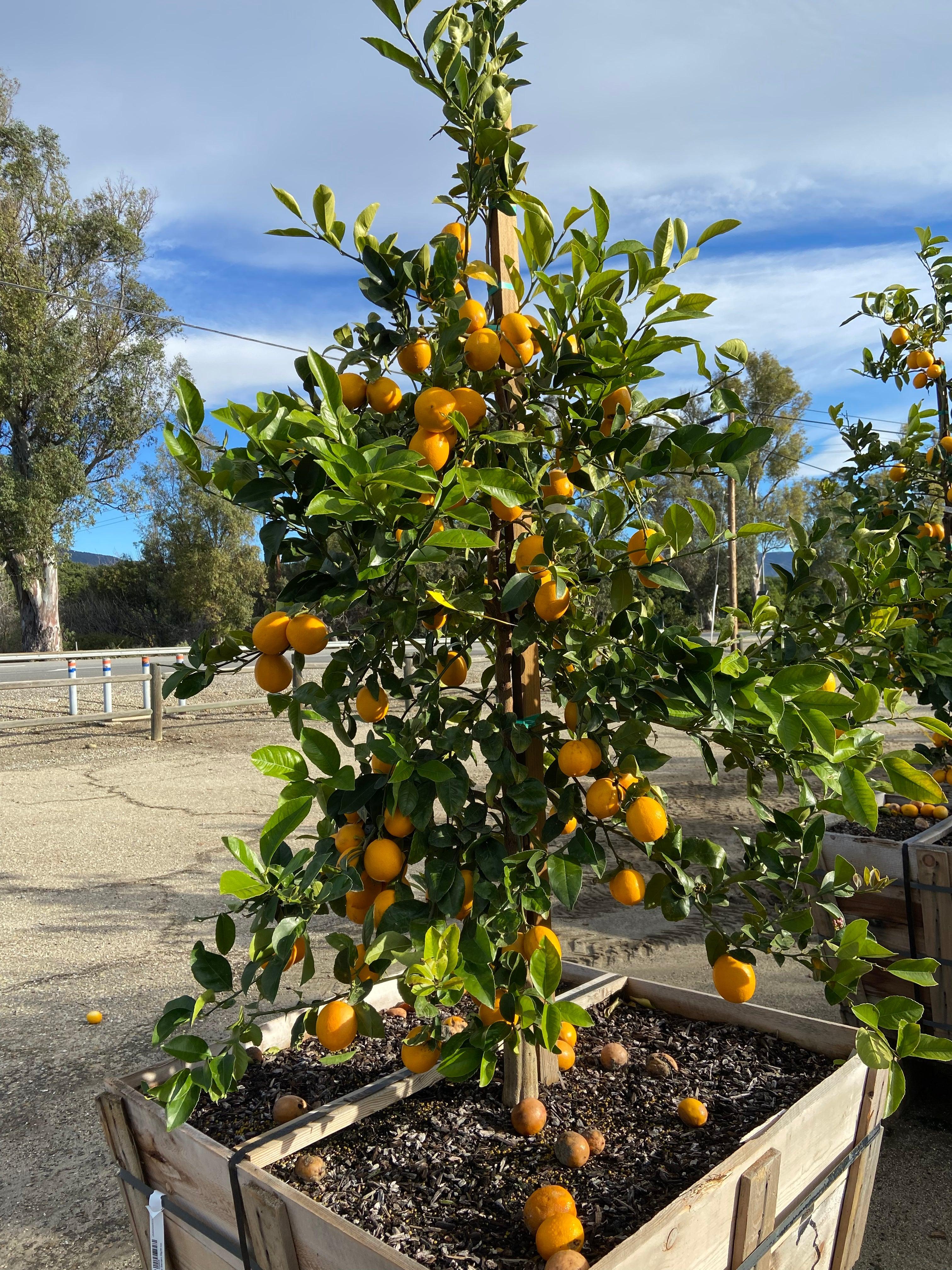 Mature Meyer Lemon Tree - Image 3