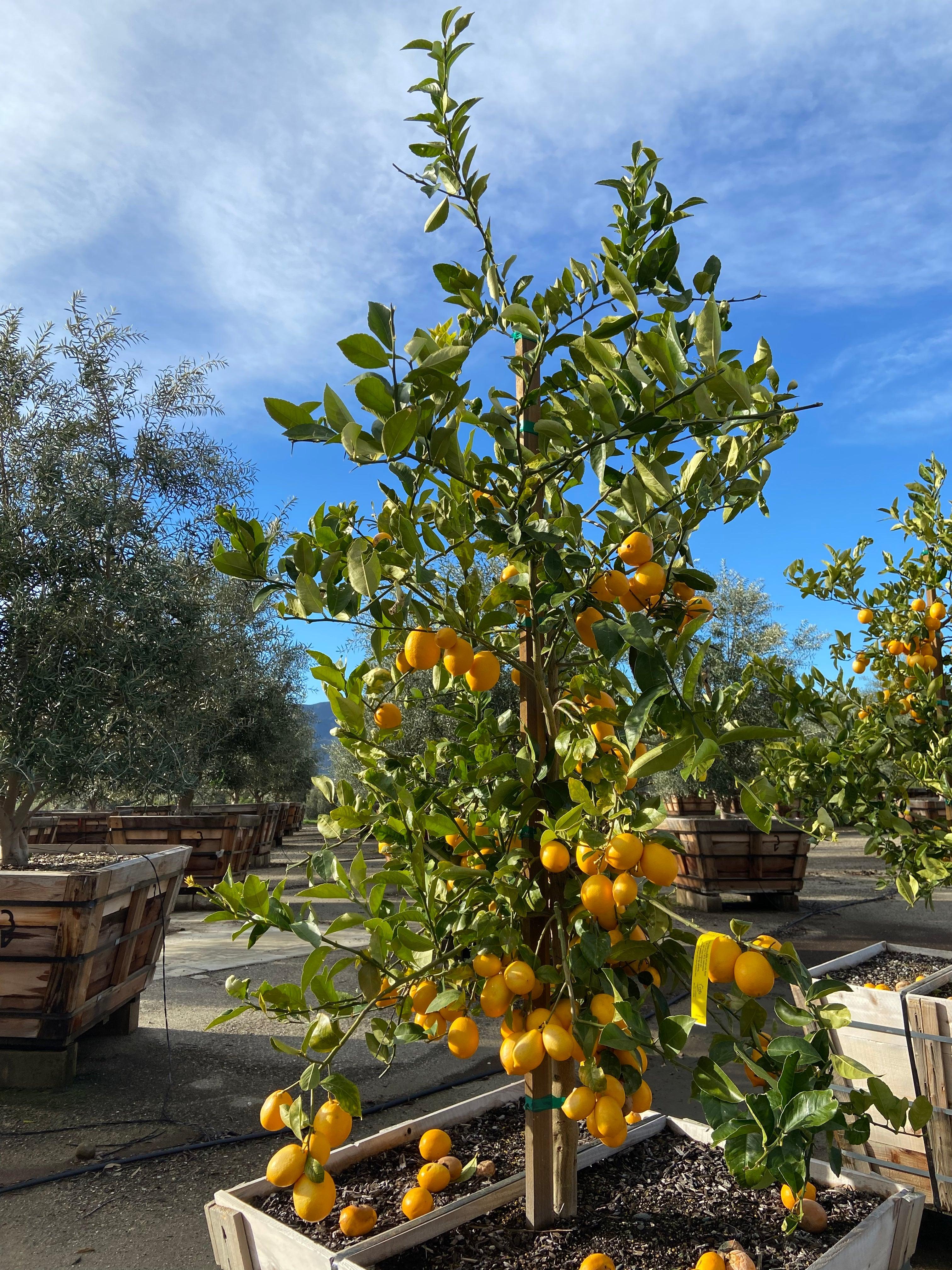 Mature Meyer Lemon Tree - Image 4