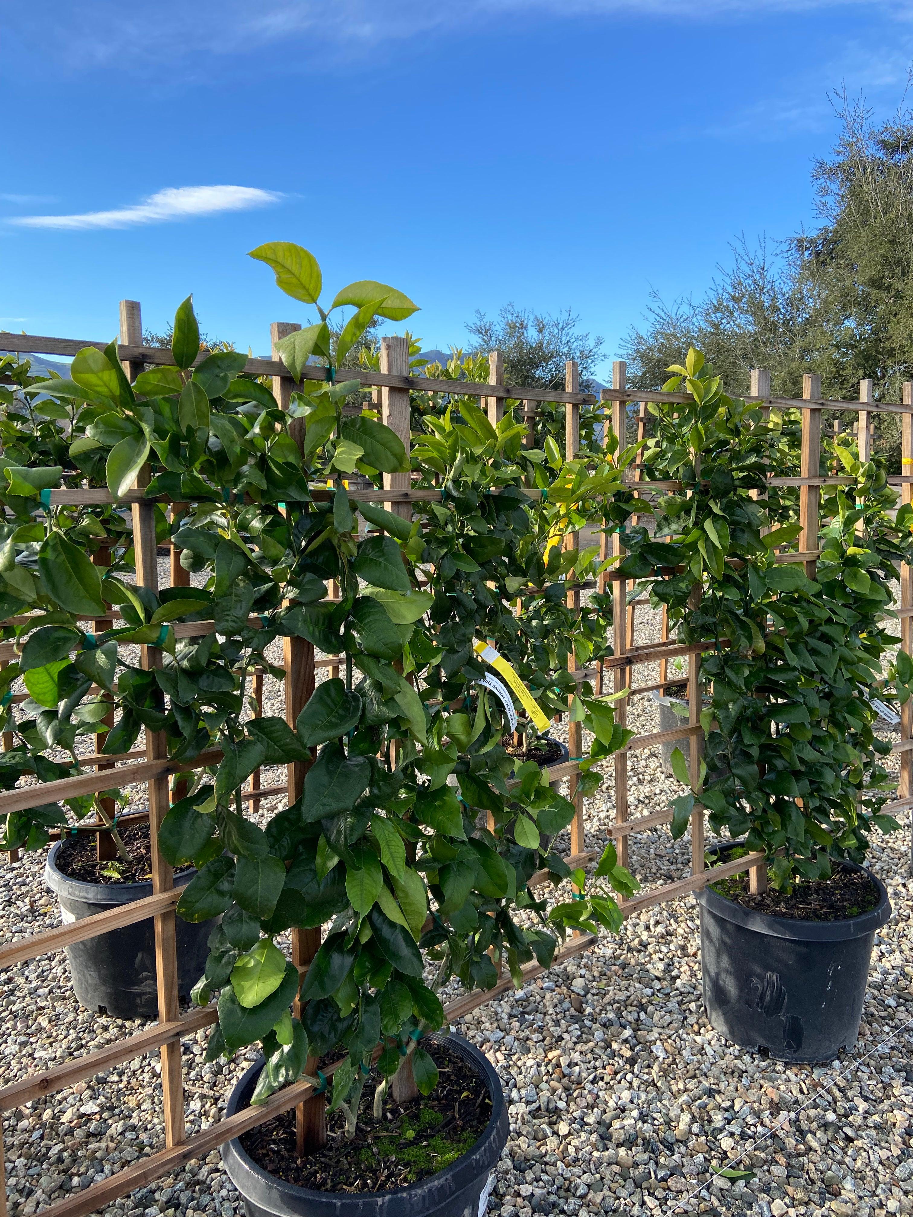 Mature Meyer Lemon Tree - Image 5