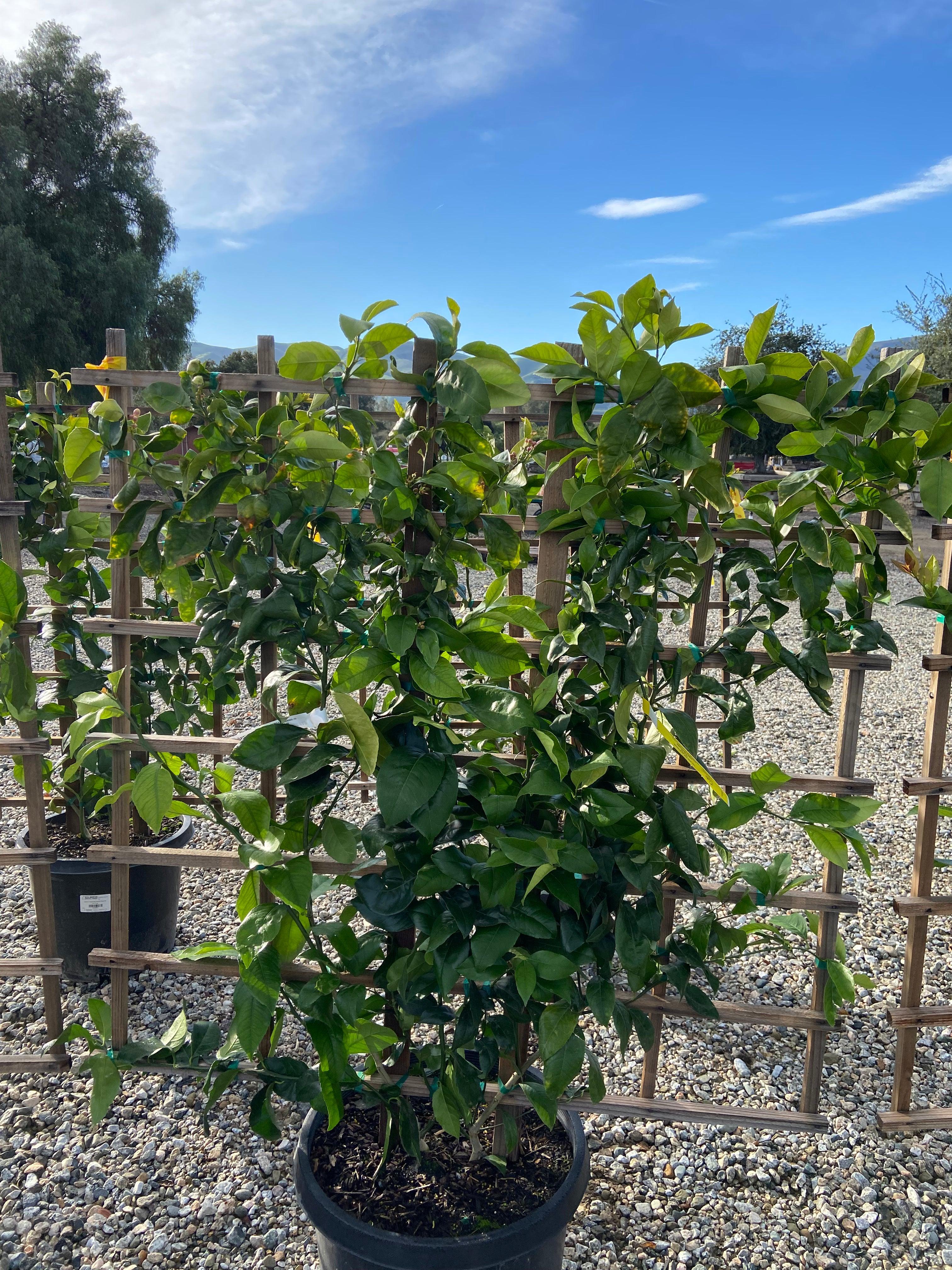 Mature Meyer Lemon Tree - Image 6