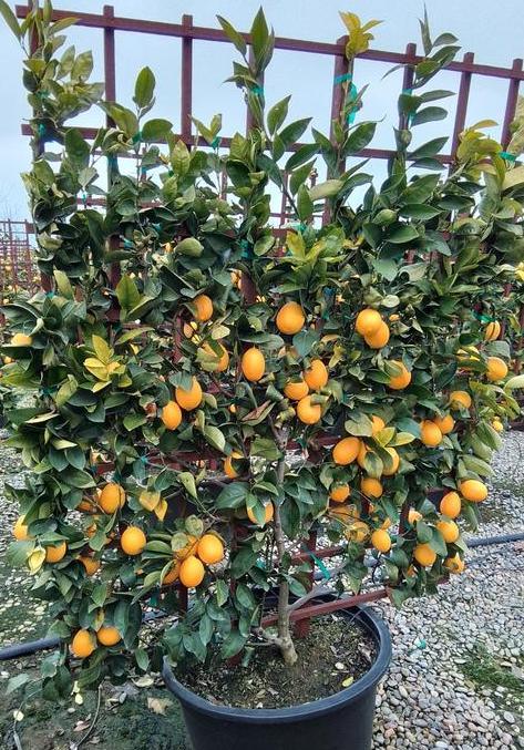 Mature Meyer Lemon Tree - Image 7