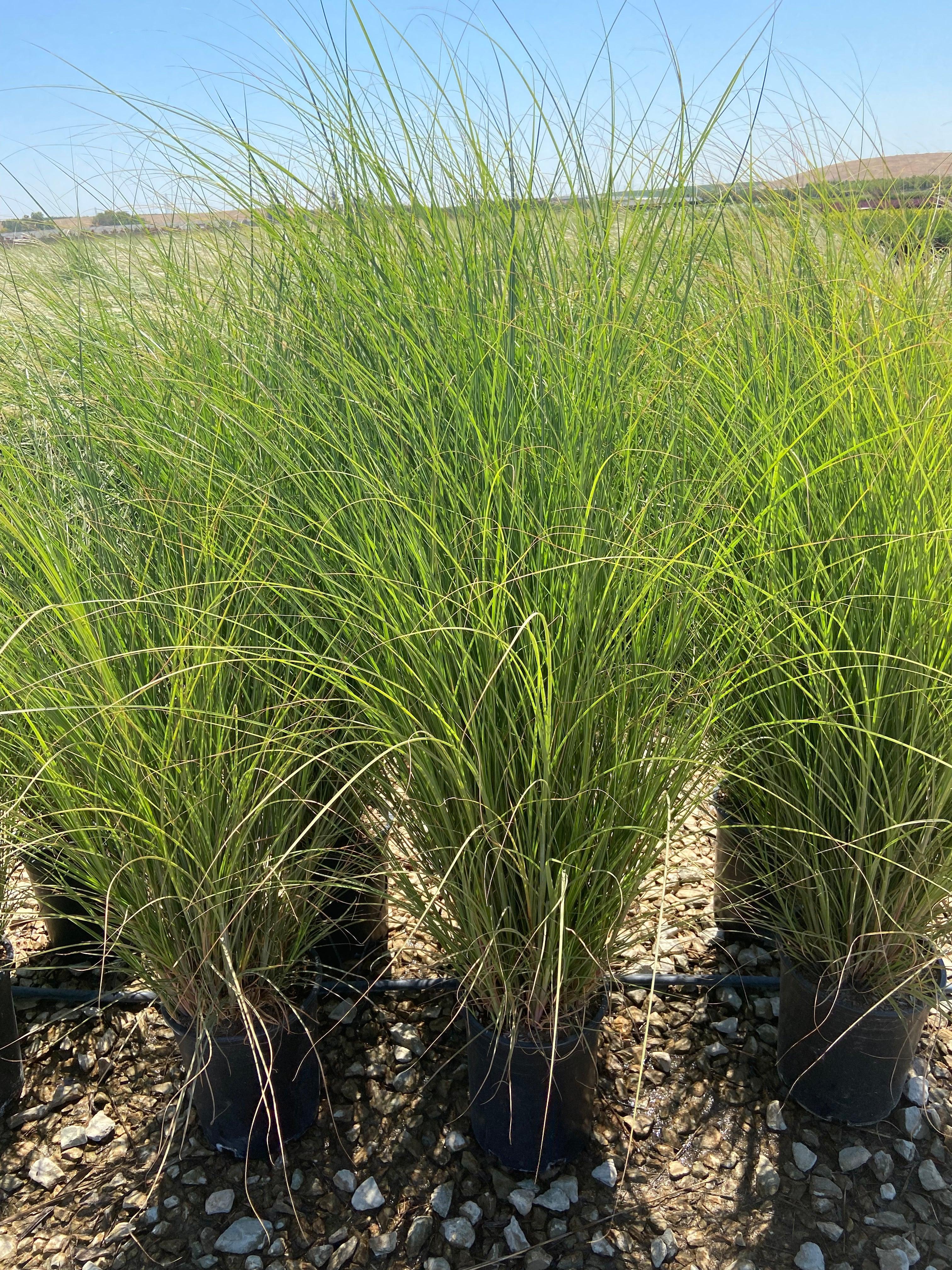 Variegated Maiden Grass - Miscanthus Gracillimus