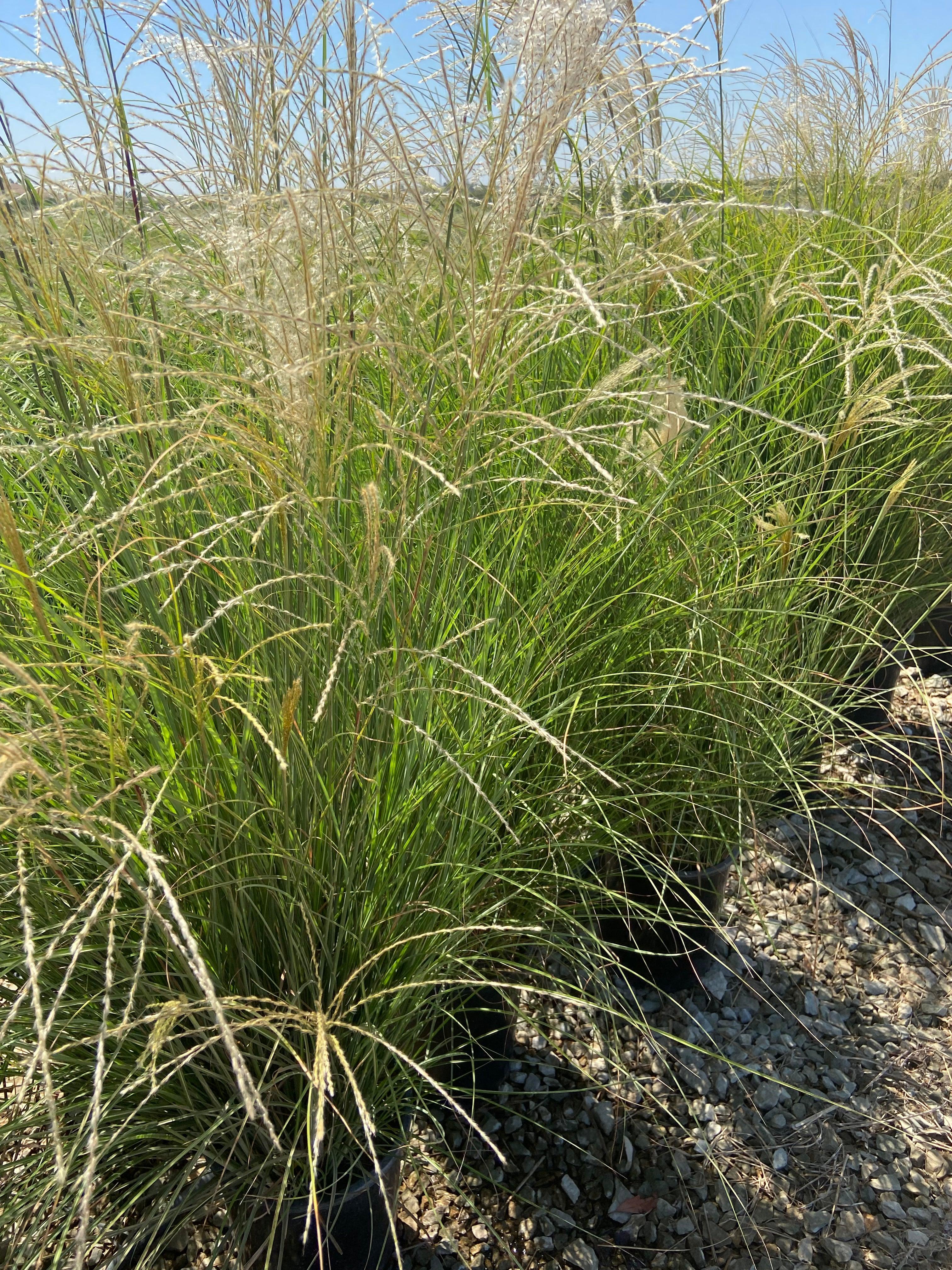 Variegated Maiden Grass - Miscanthus Gracillimus - Image 2