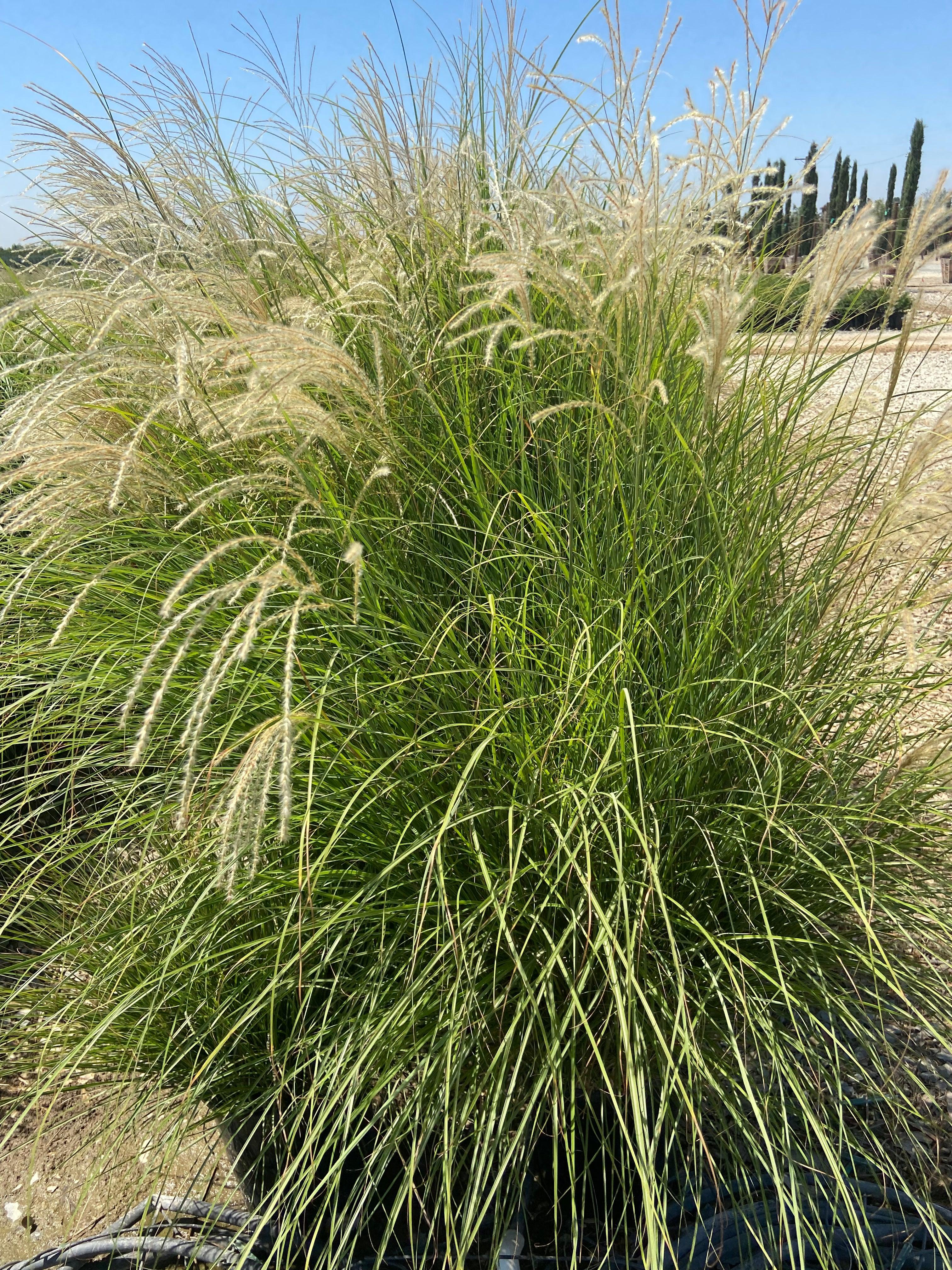Variegated Maiden Grass - Miscanthus Gracillimus - Image 3