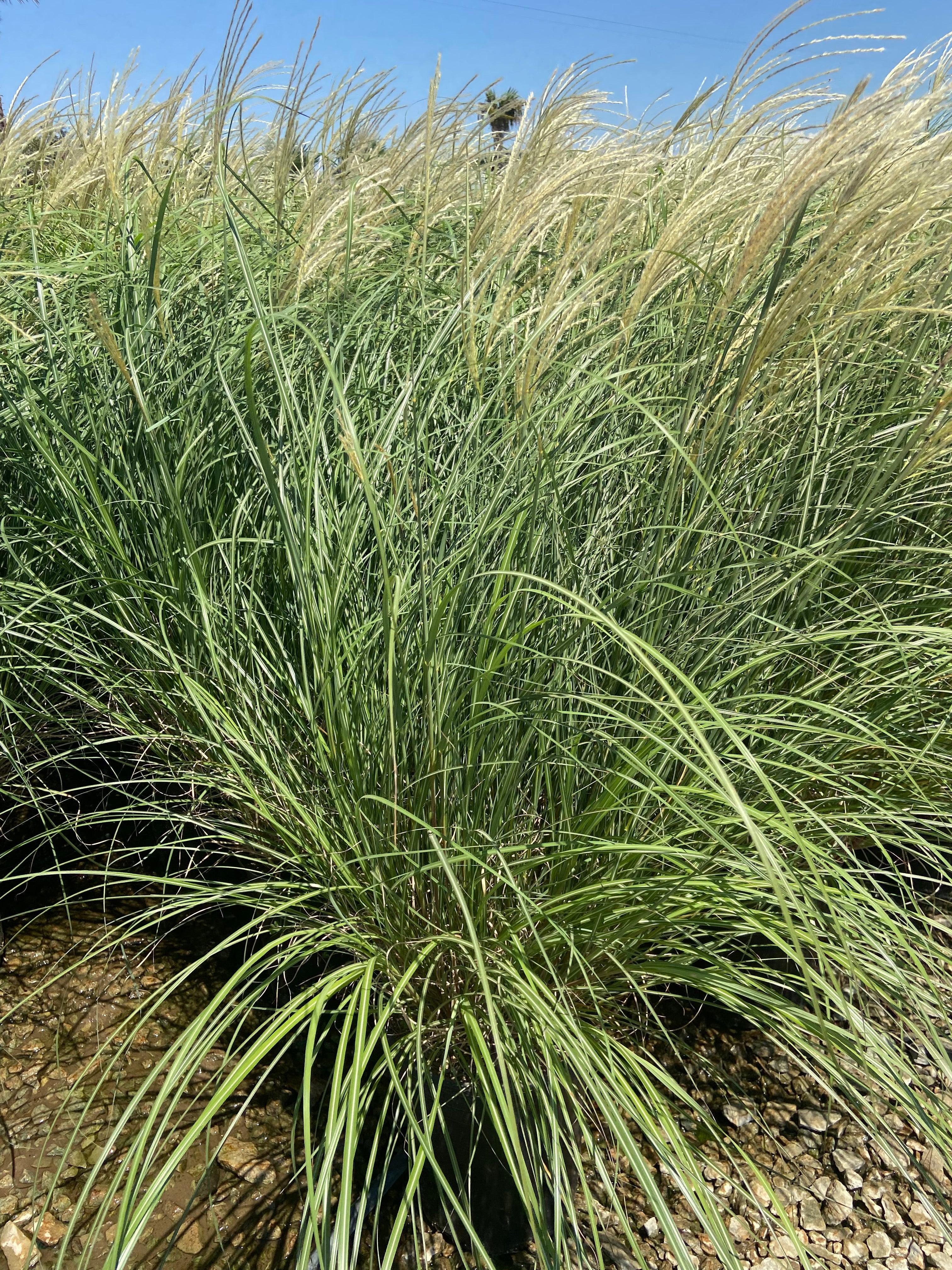 Dwarf Maiden Grass - Miscanthus Sinensis Adagio