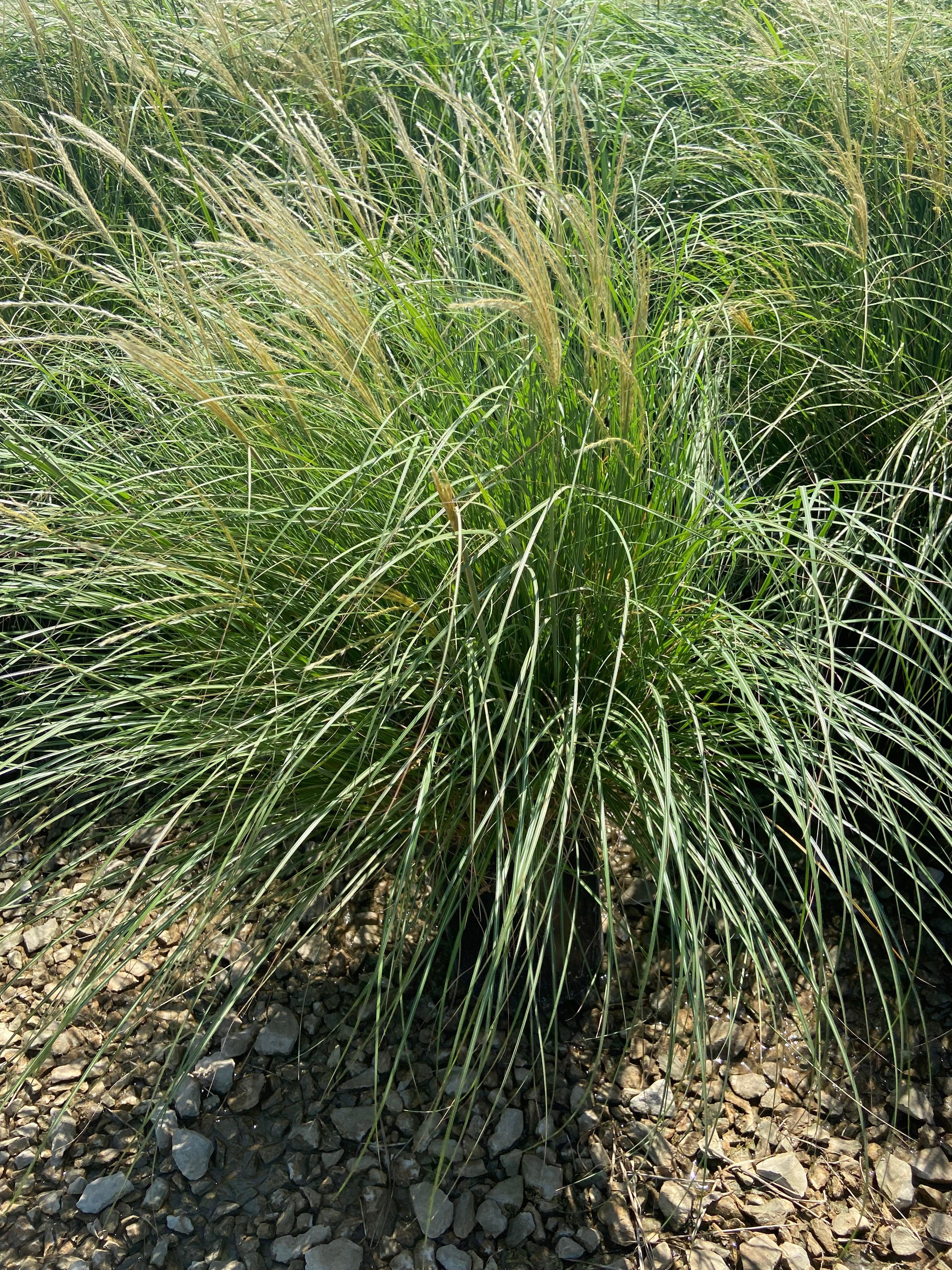Dwarf Maiden Grass - Miscanthus Sinensis Adagio - Image 4