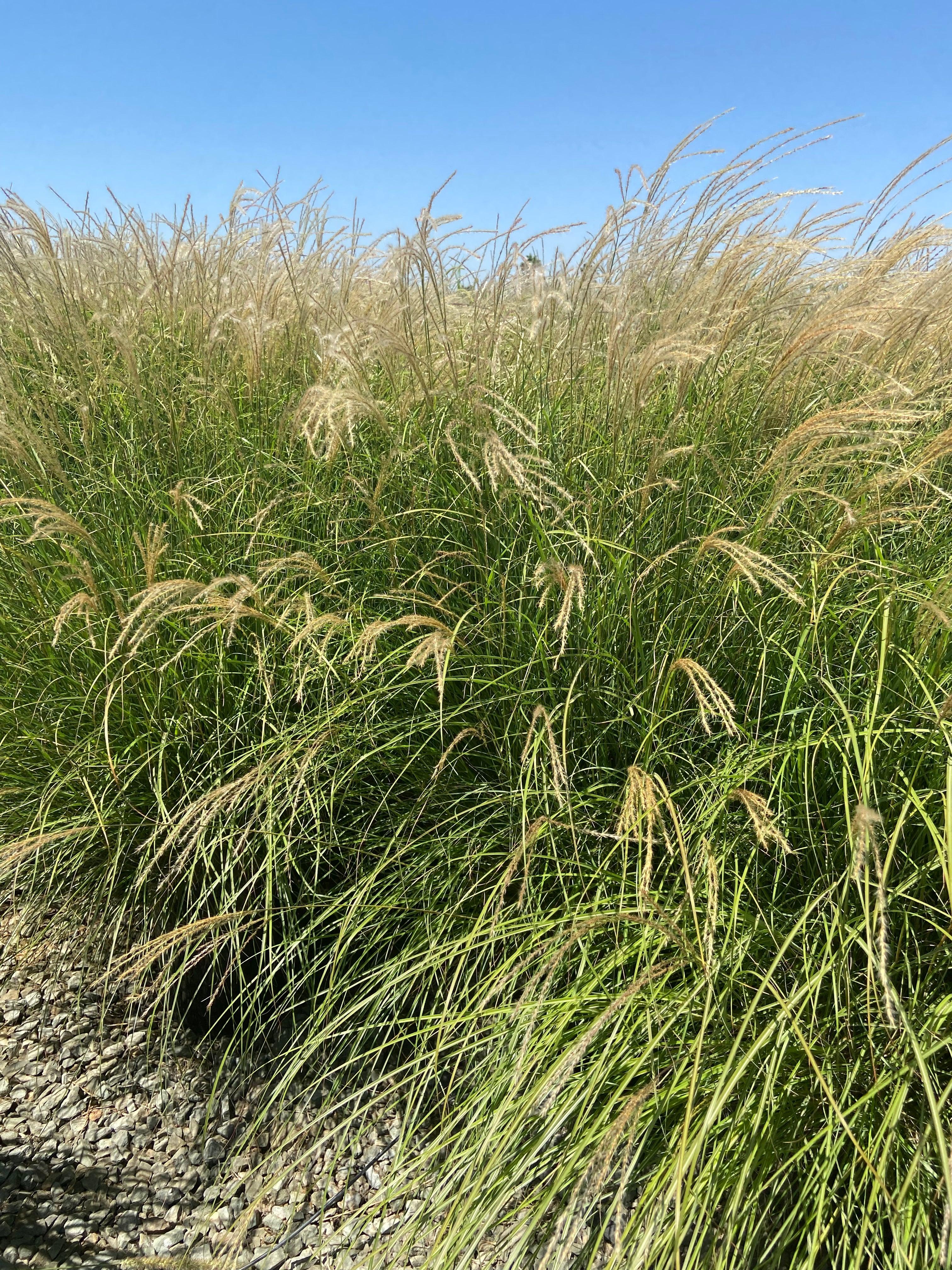 Little Kitten Maiden Grass - Miscanthus Sinensis Little Kitten - Image 3