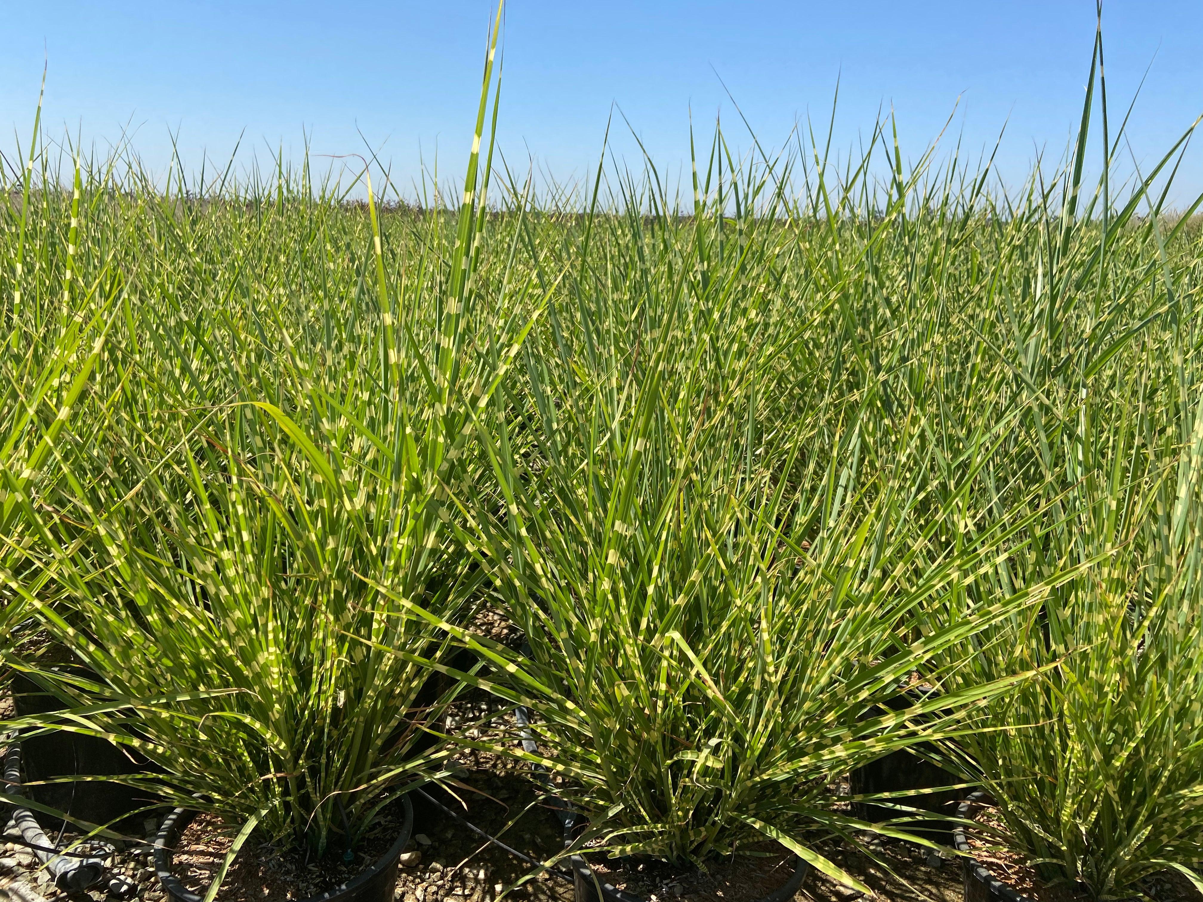 Porcupine Grass - Miscanthus Sinensis Strictus - Image 2