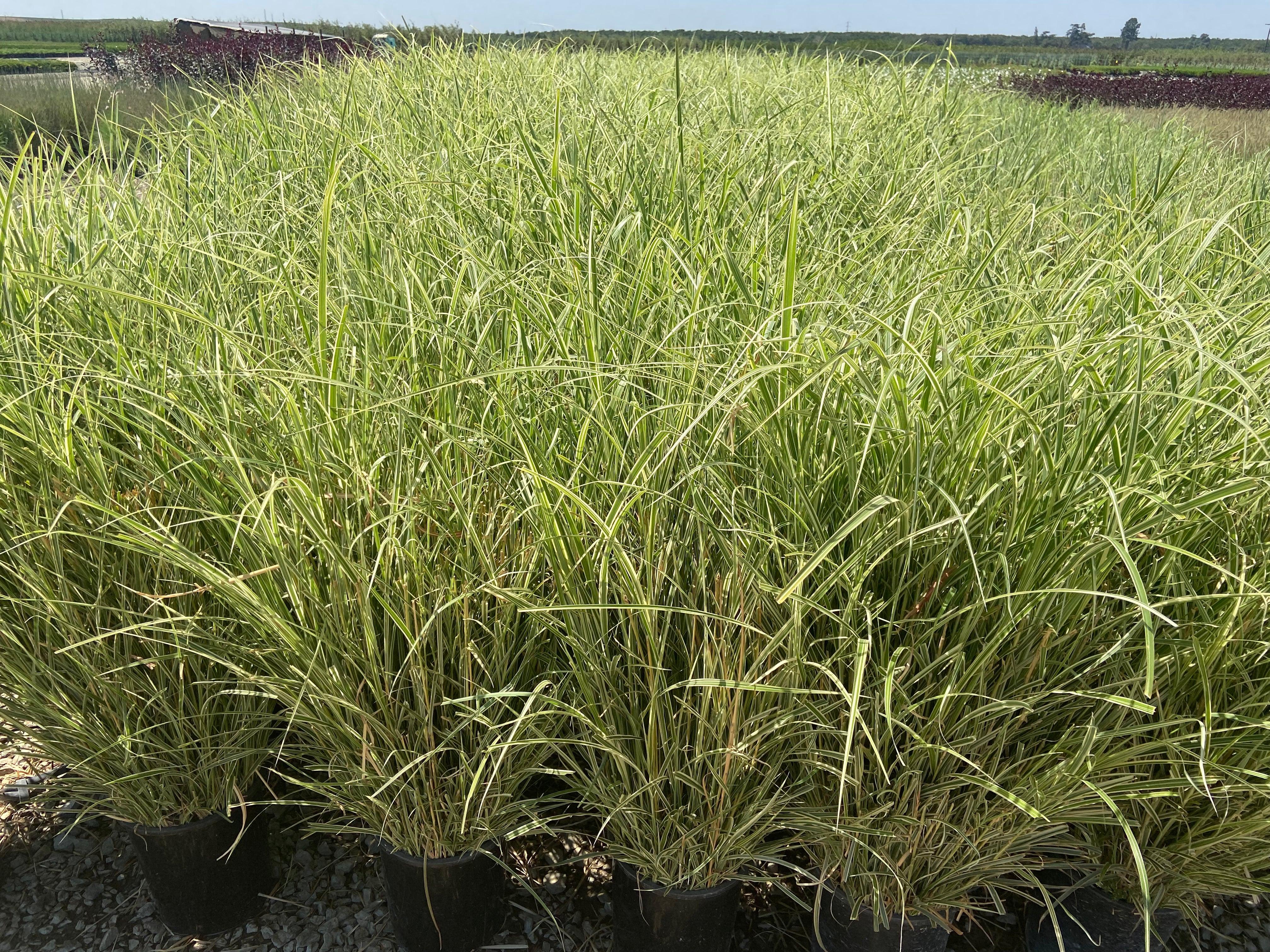 Variegated Miscanthus - Miscanthus Sinensis Variegatus - Image 3