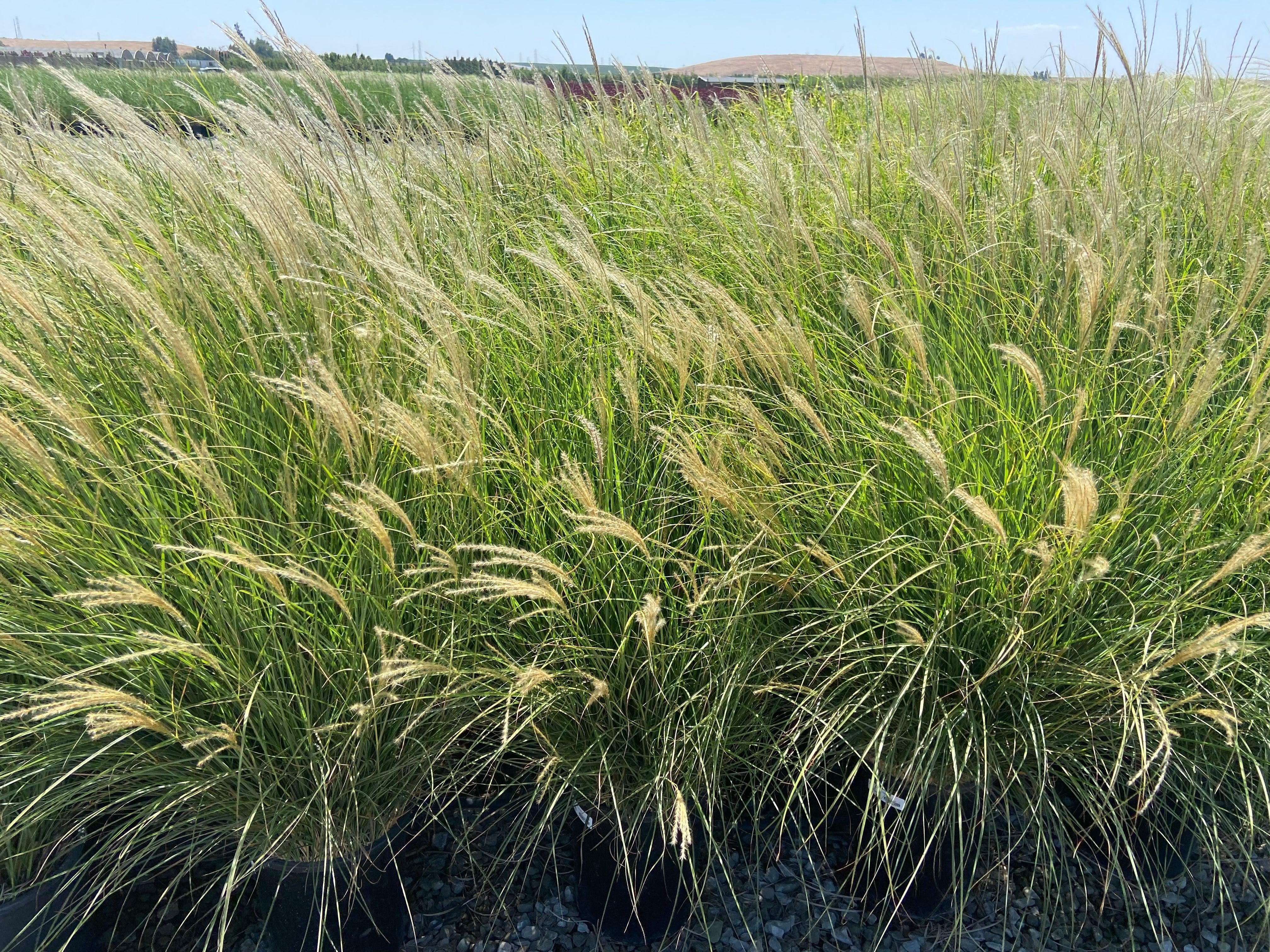 Dwarf Maiden Grass - Miscanthus Sinensis Yaku Jima