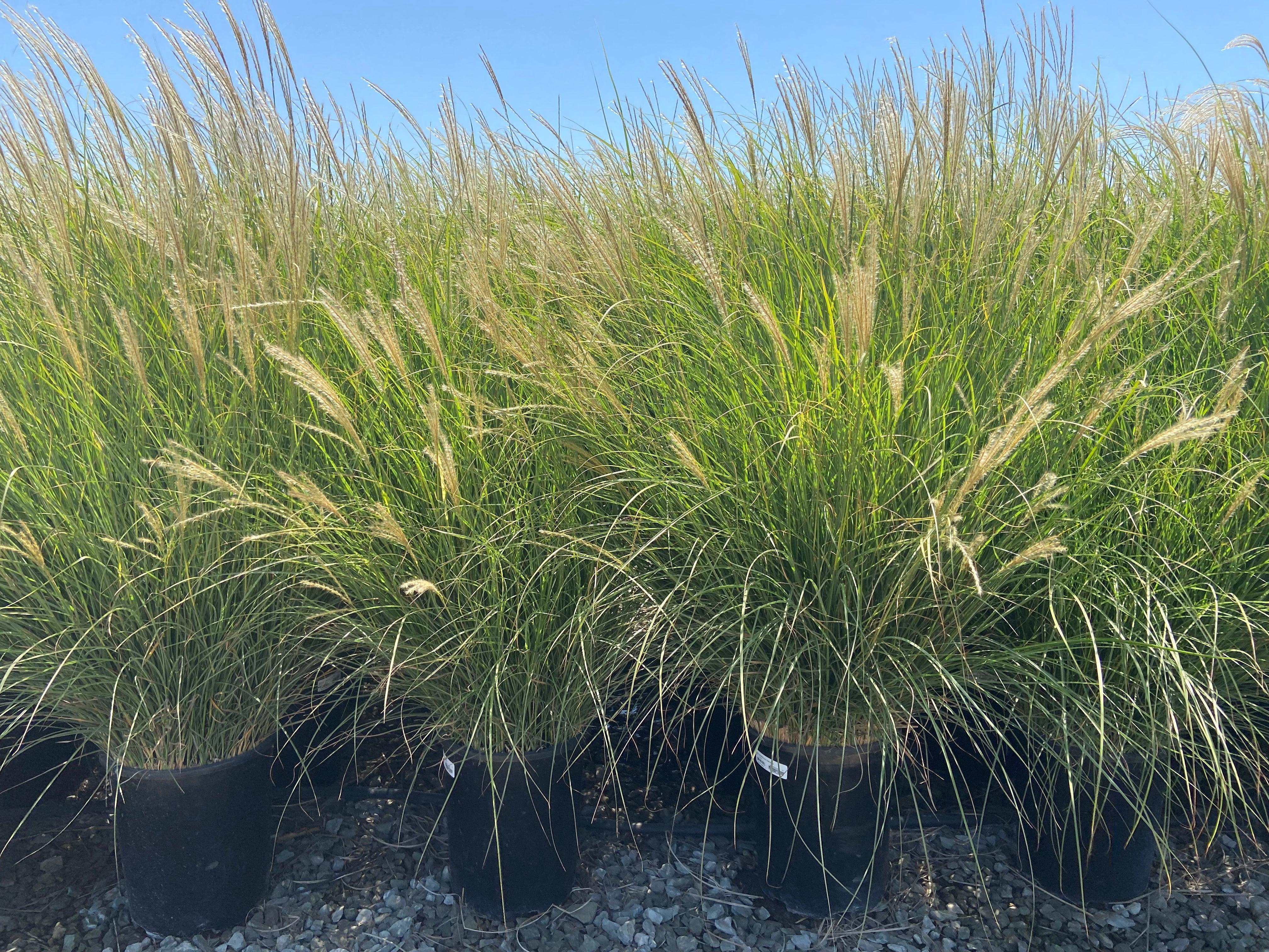 Dwarf Maiden Grass - Miscanthus Sinensis Yaku Jima - Image 2