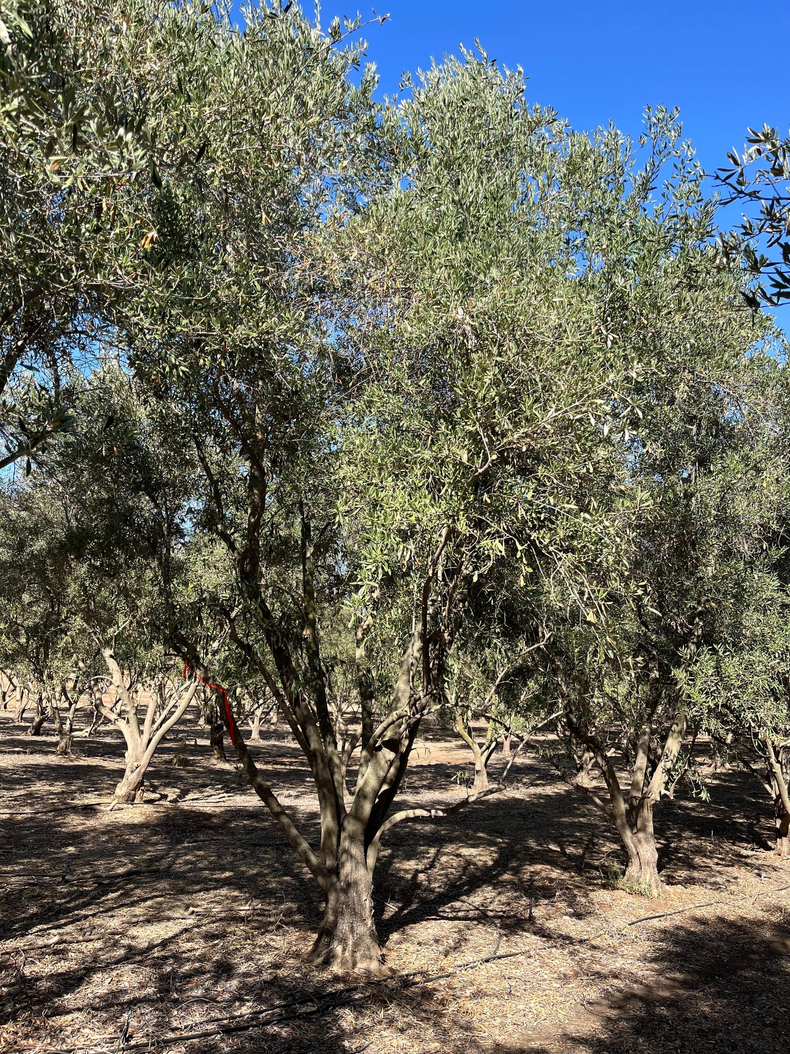 Mission Fruiting Olive Tree - Image 3