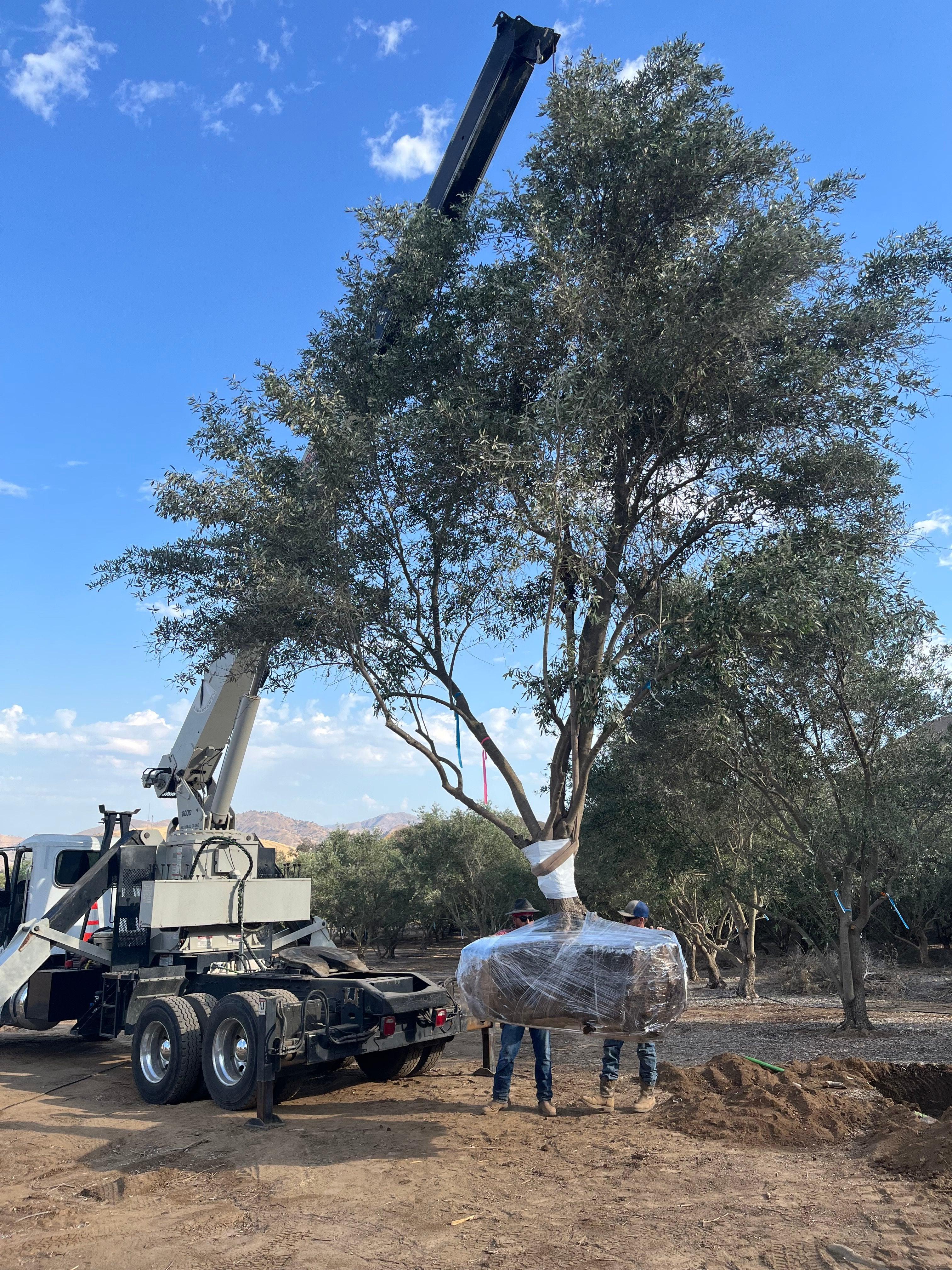 Mission Fruiting Olive Tree - Image 4