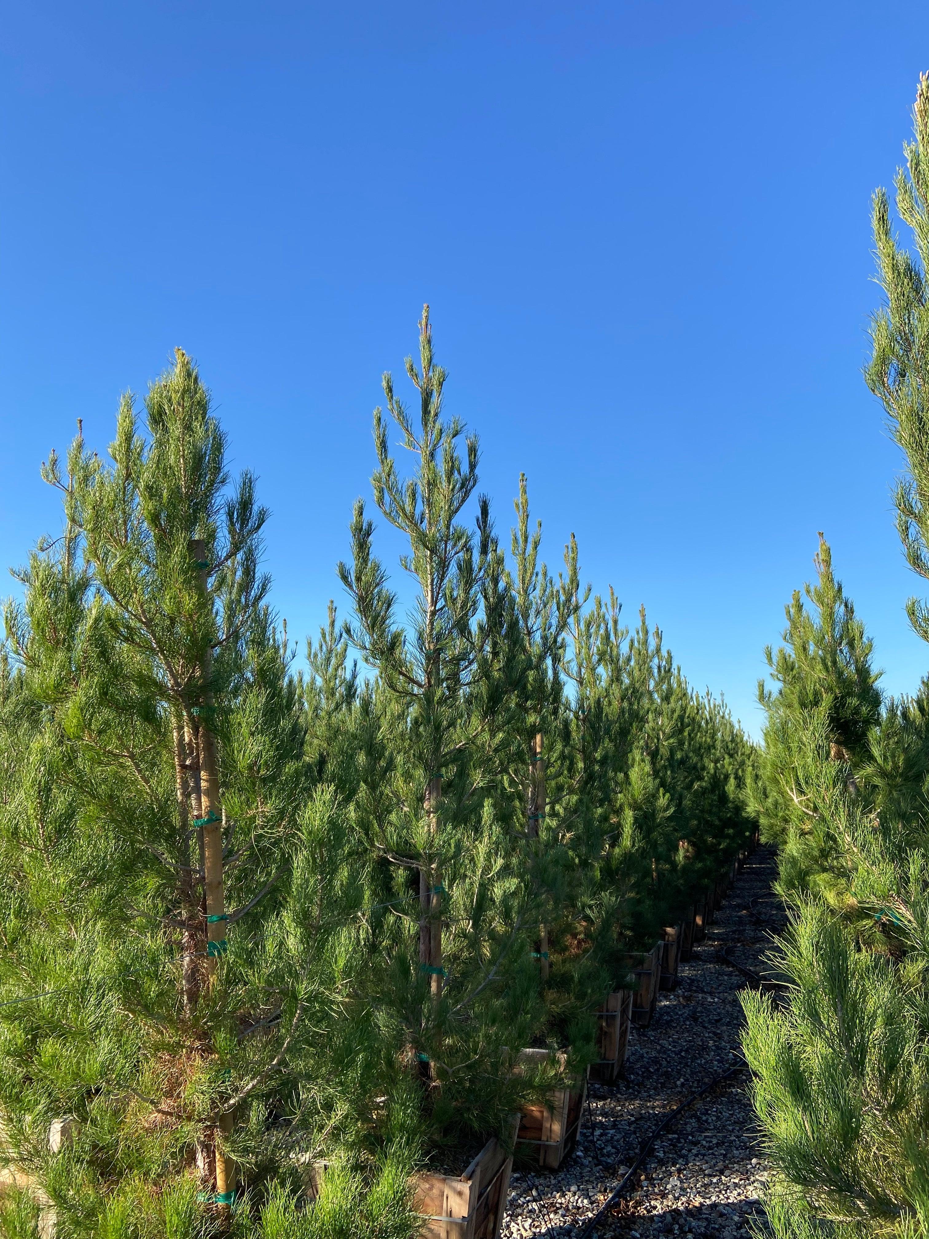 Mondell Pine - Pinus eldarica - Image 4