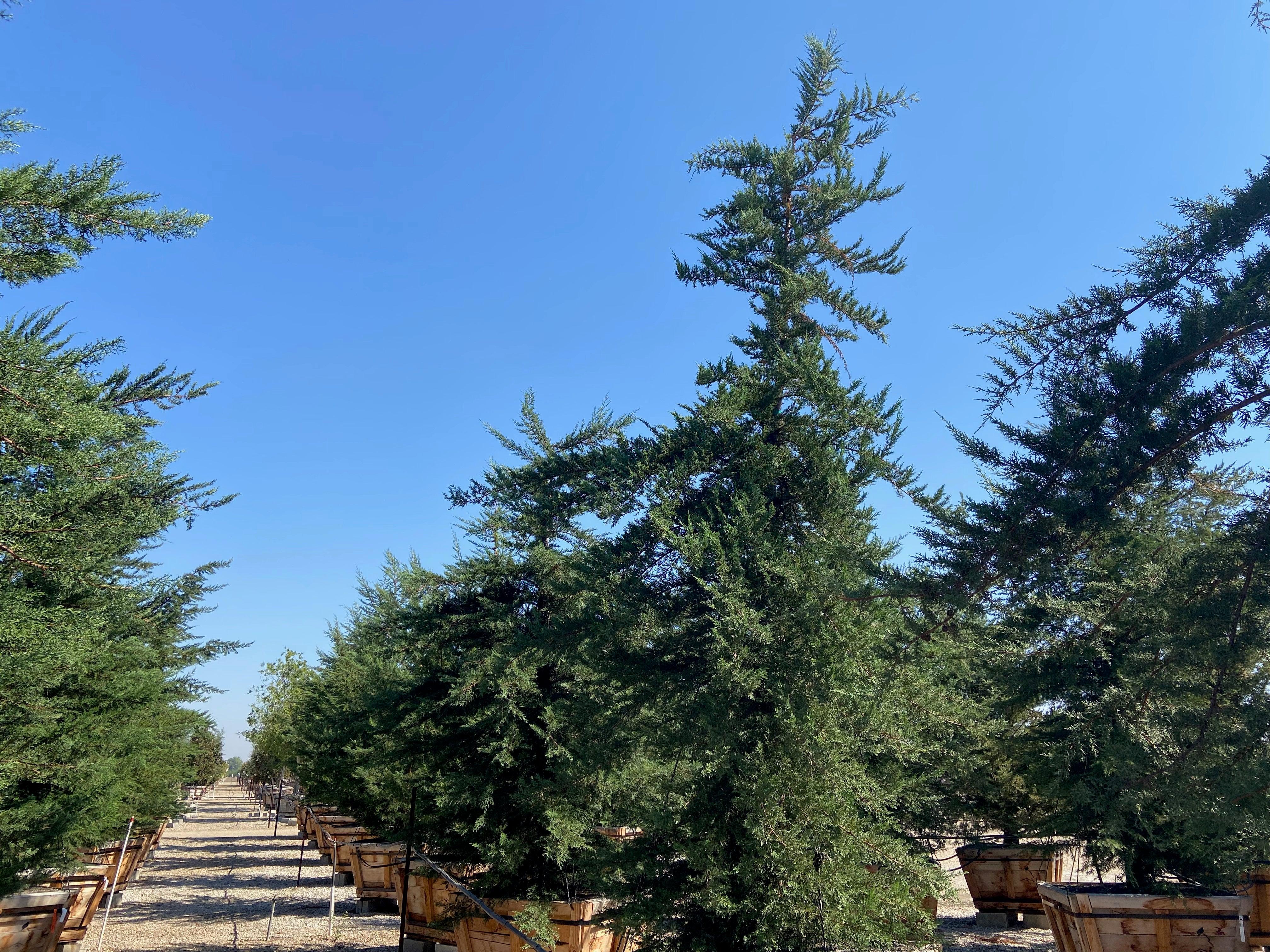 Monterey Cypress - Cupressus macrocarpa - Image 2