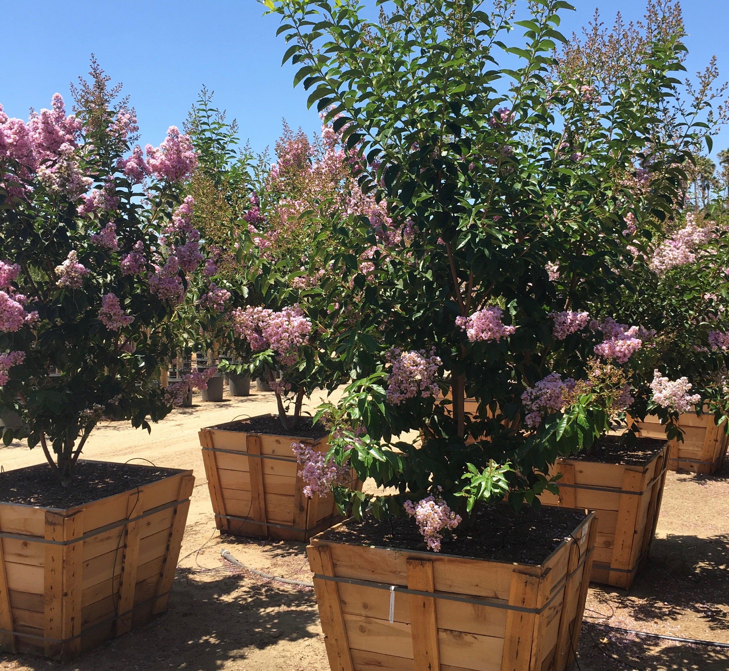 Muskogee Crape Myrtle (Lagerstroemia indica x fauriei ‘Muskogee’) - Image 3