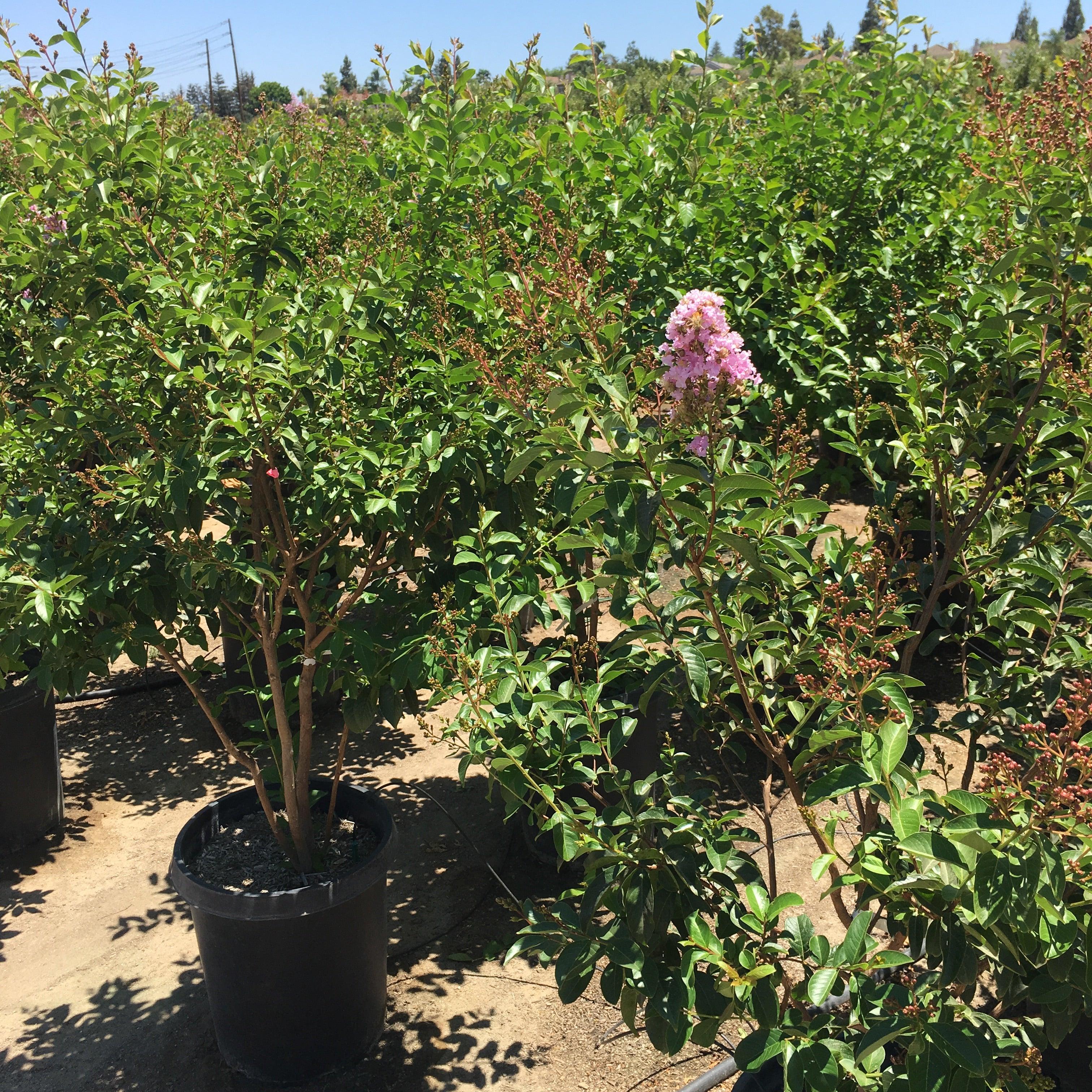 Muskogee Crape Myrtle (Lagerstroemia indica x fauriei ‘Muskogee’) - Image 4