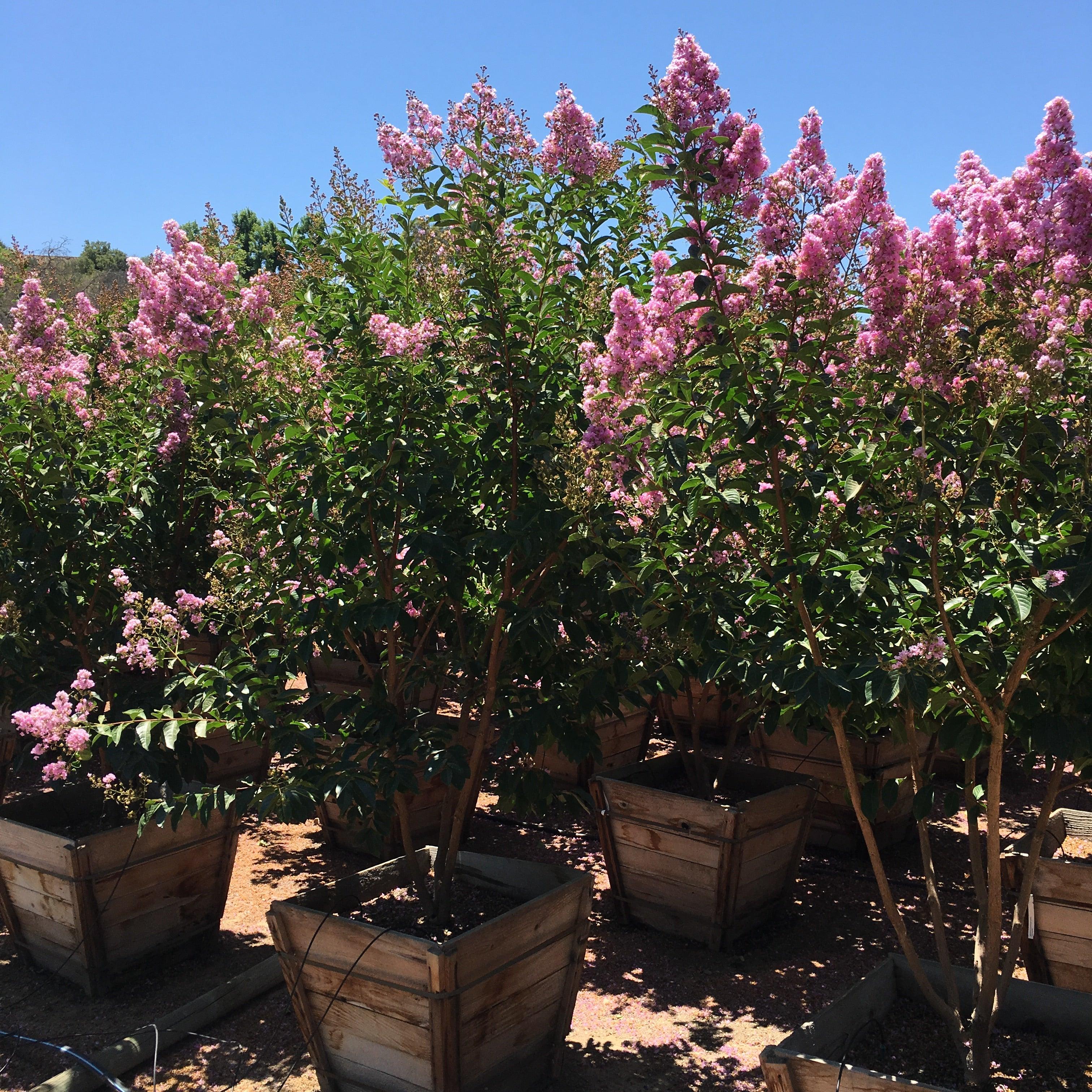Muskogee Crape Myrtle (Lagerstroemia indica x fauriei ‘Muskogee’) - Image 5