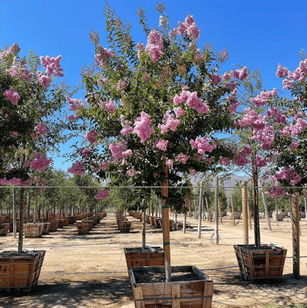 Muskogee Crape Myrtle (Lagerstroemia indica x fauriei ‘Muskogee’) - Image 6