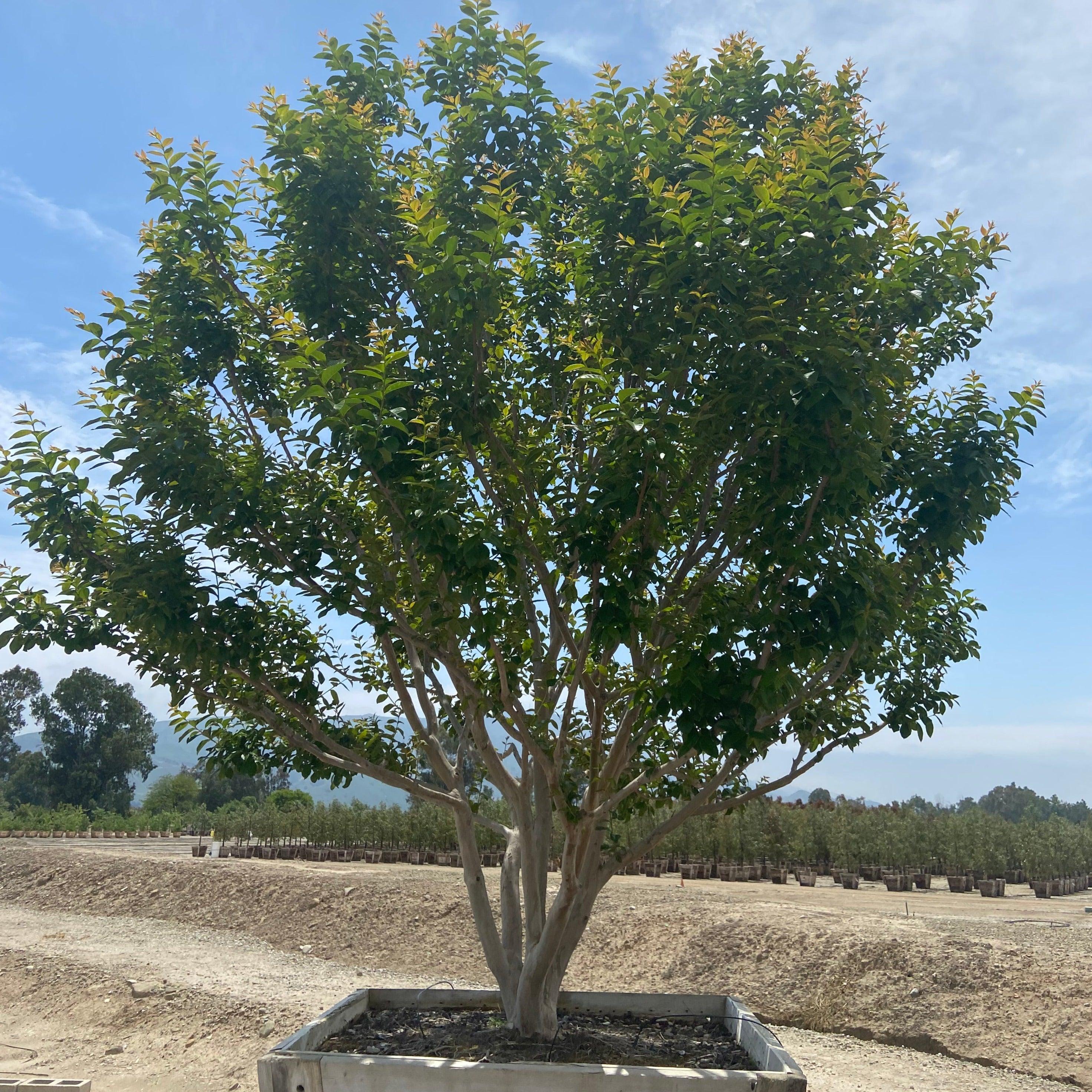 Muskogee Crape Myrtle (Lagerstroemia indica x fauriei ‘Muskogee’) - Image 8