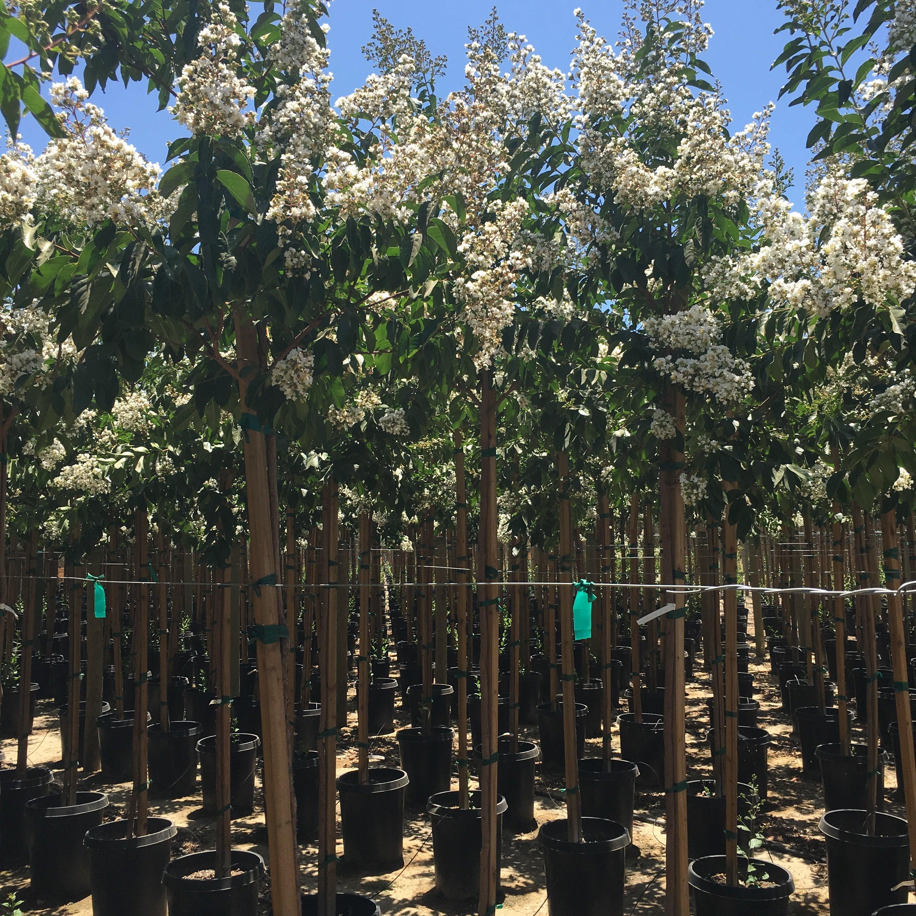 Natchez White Crape Myrtle (Lagerstroemia indica x fauriei ‘Natchez’) - Image 3