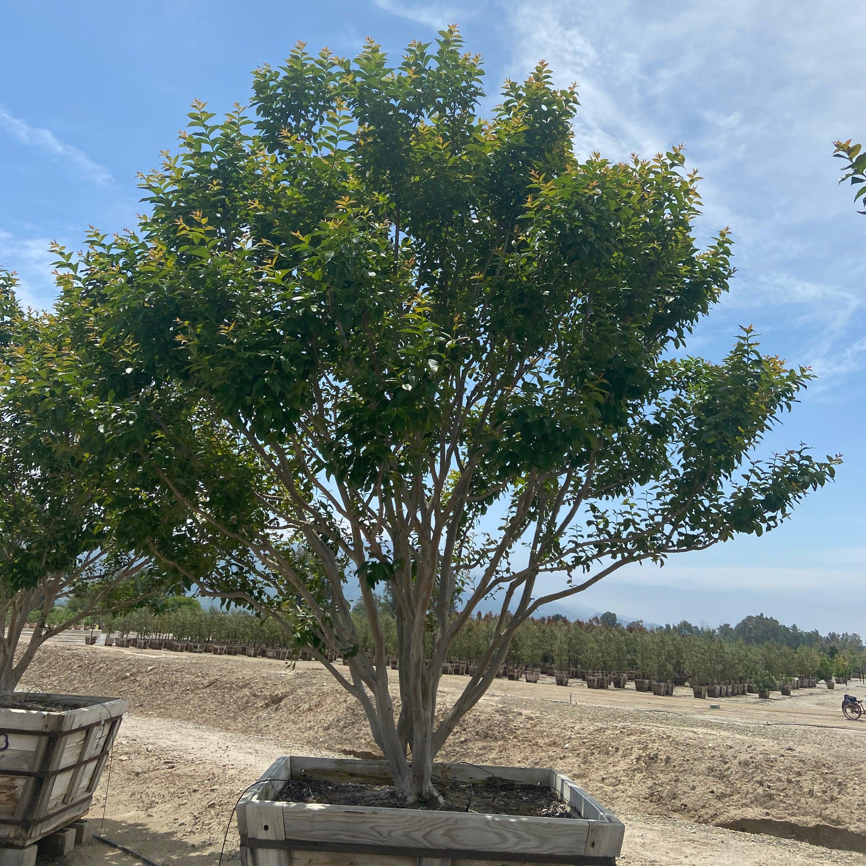 Natchez White Crape Myrtle (Lagerstroemia indica x fauriei ‘Natchez’) - Image 4