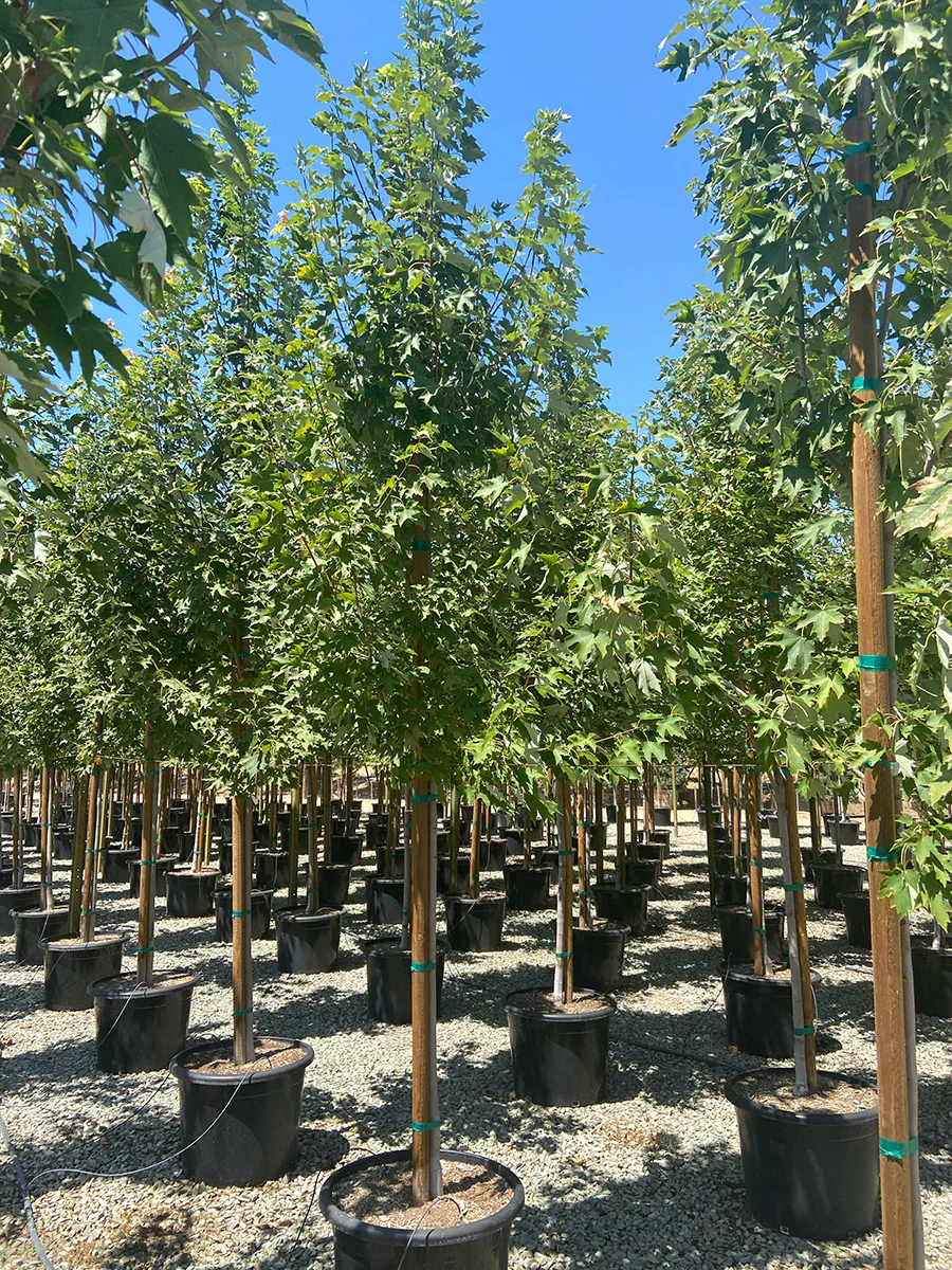 Red Sunset Maple - Acer rubrum Red SunsetĀ®