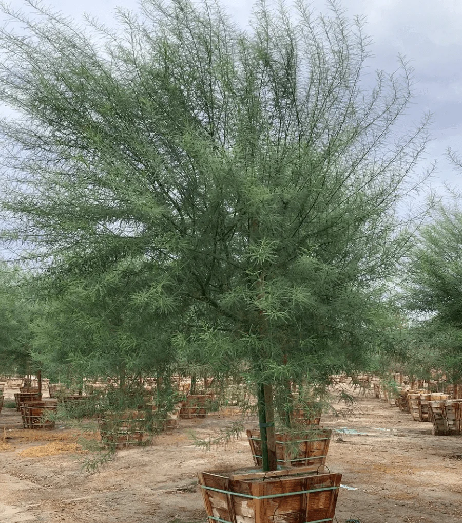 Desert Museum Palo Verde Tree (Cercidium hybrid Parkinsonia ‘Desert Museum’) - Image 10