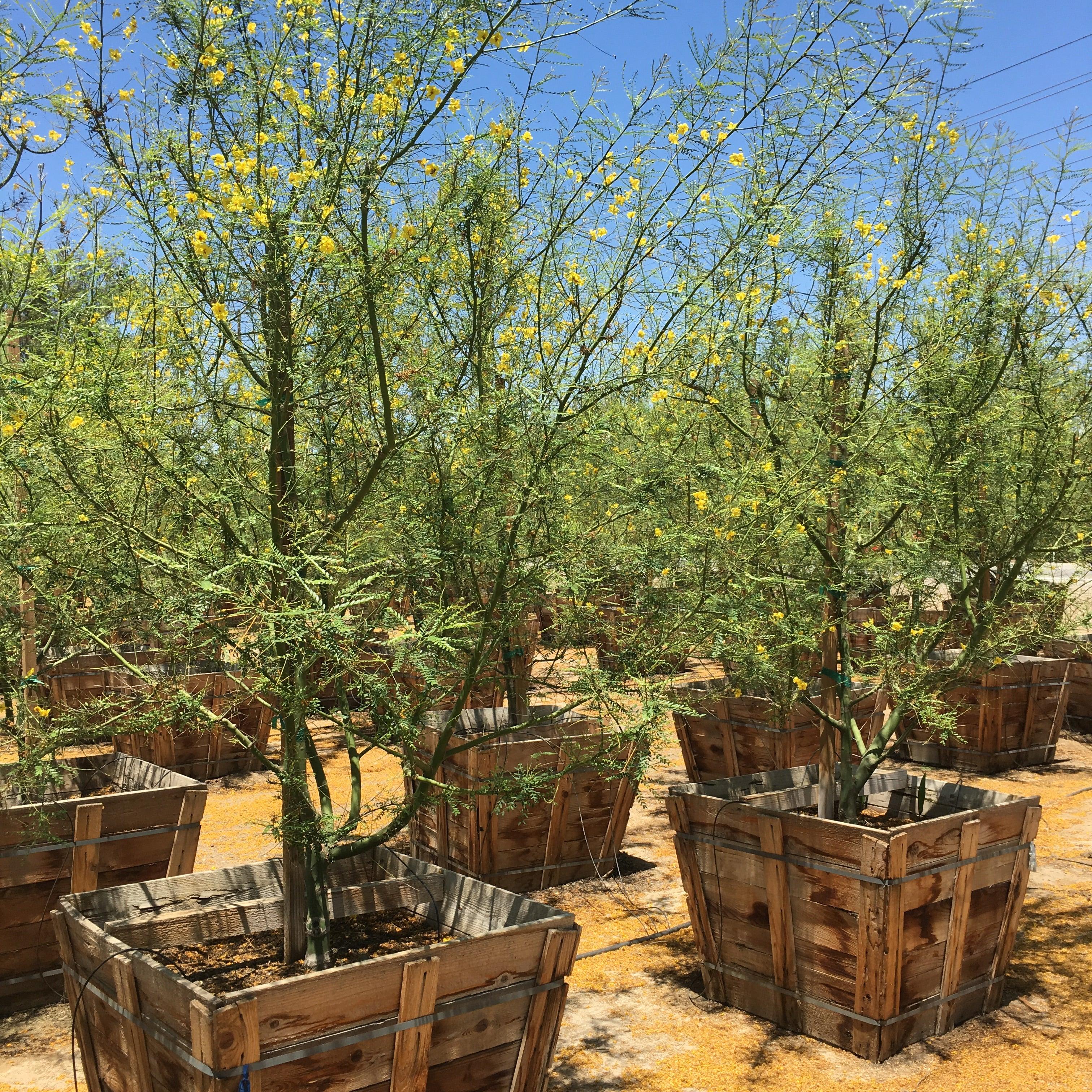 Desert Museum Palo Verde Tree (Cercidium hybrid Parkinsonia ‘Desert Museum’) - Image 3