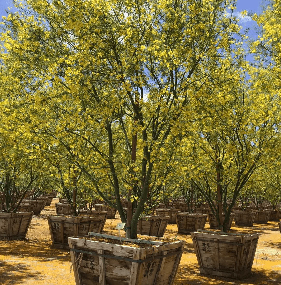 Desert Museum Palo Verde Tree (Cercidium hybrid Parkinsonia ‘Desert Museum’) - Image 5