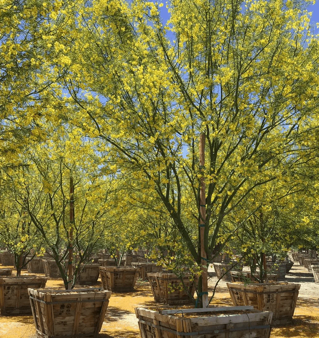 Desert Museum Palo Verde Tree (Cercidium hybrid Parkinsonia ‘Desert Museum’) - Image 6