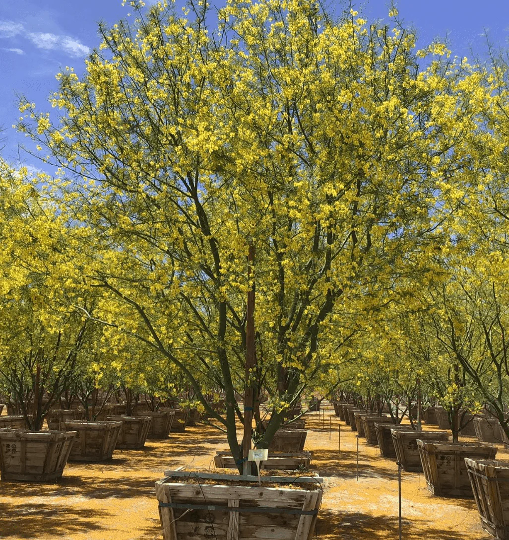 Desert Museum Palo Verde Tree (Cercidium hybrid Parkinsonia ‘Desert Museum’) - Image 7