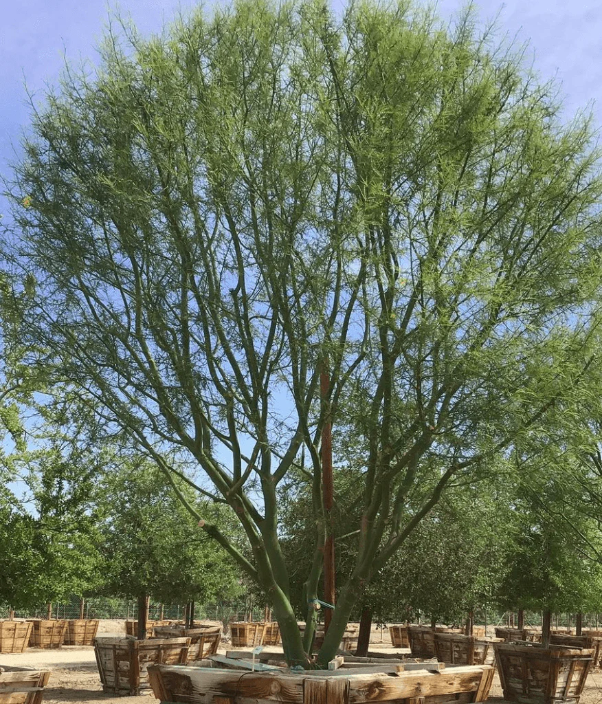 Desert Museum Palo Verde Tree (Cercidium hybrid Parkinsonia ‘Desert Museum’) - Image 8