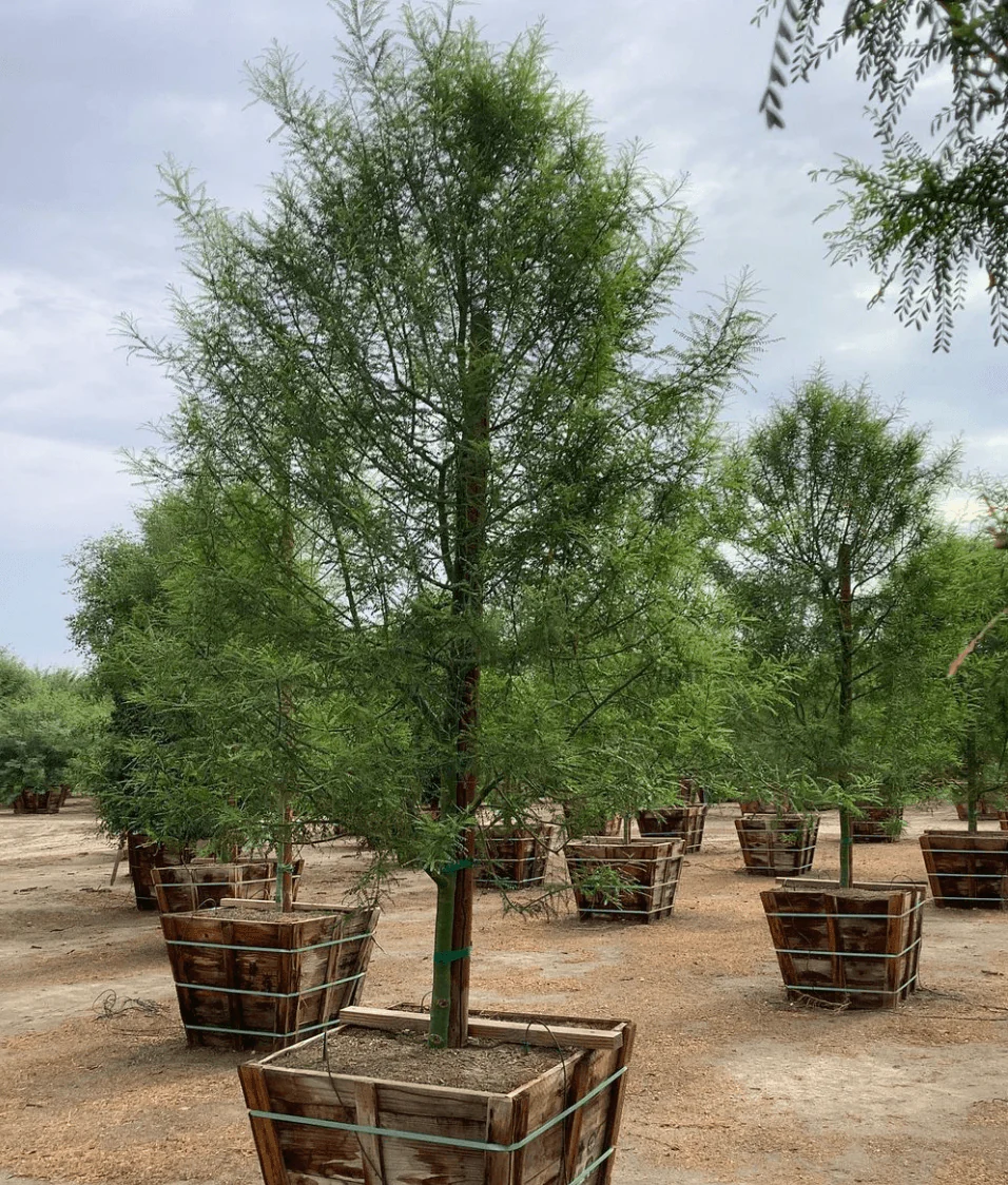 Desert Museum Palo Verde Tree (Cercidium hybrid Parkinsonia ‘Desert Museum’) - Image 9